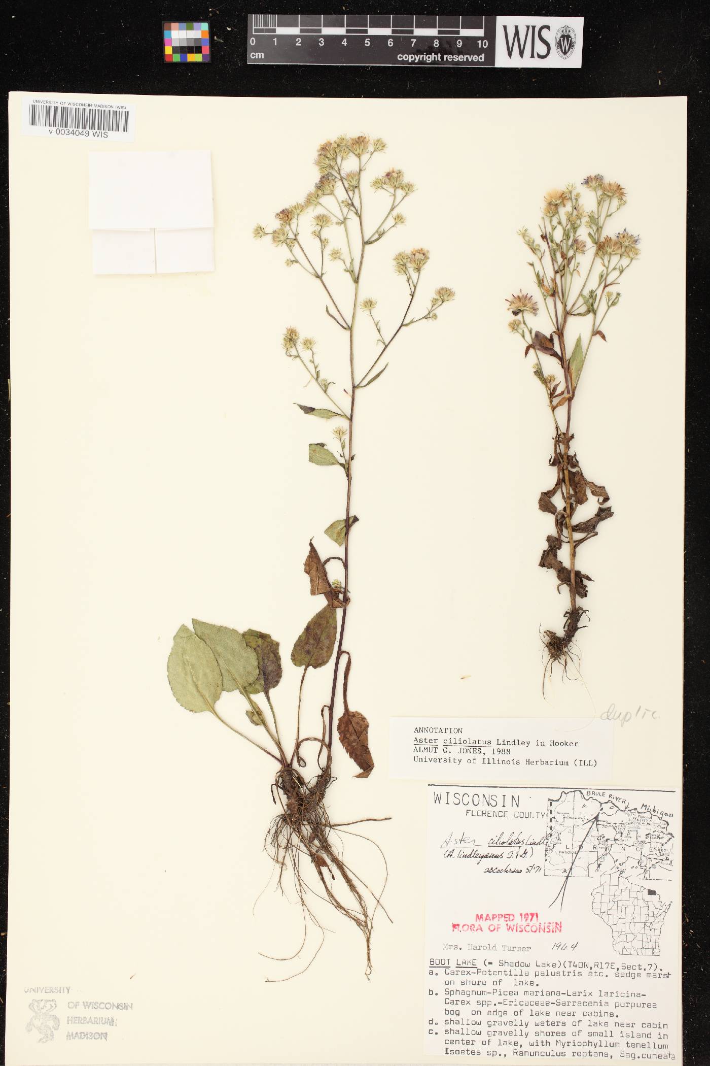 Symphyotrichum ciliolatum image