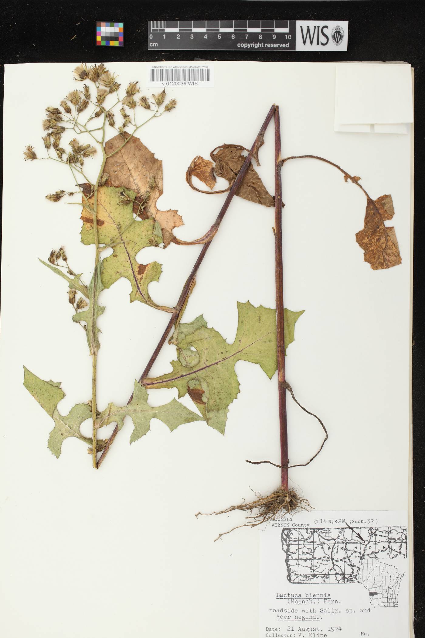 Lactuca biennis image