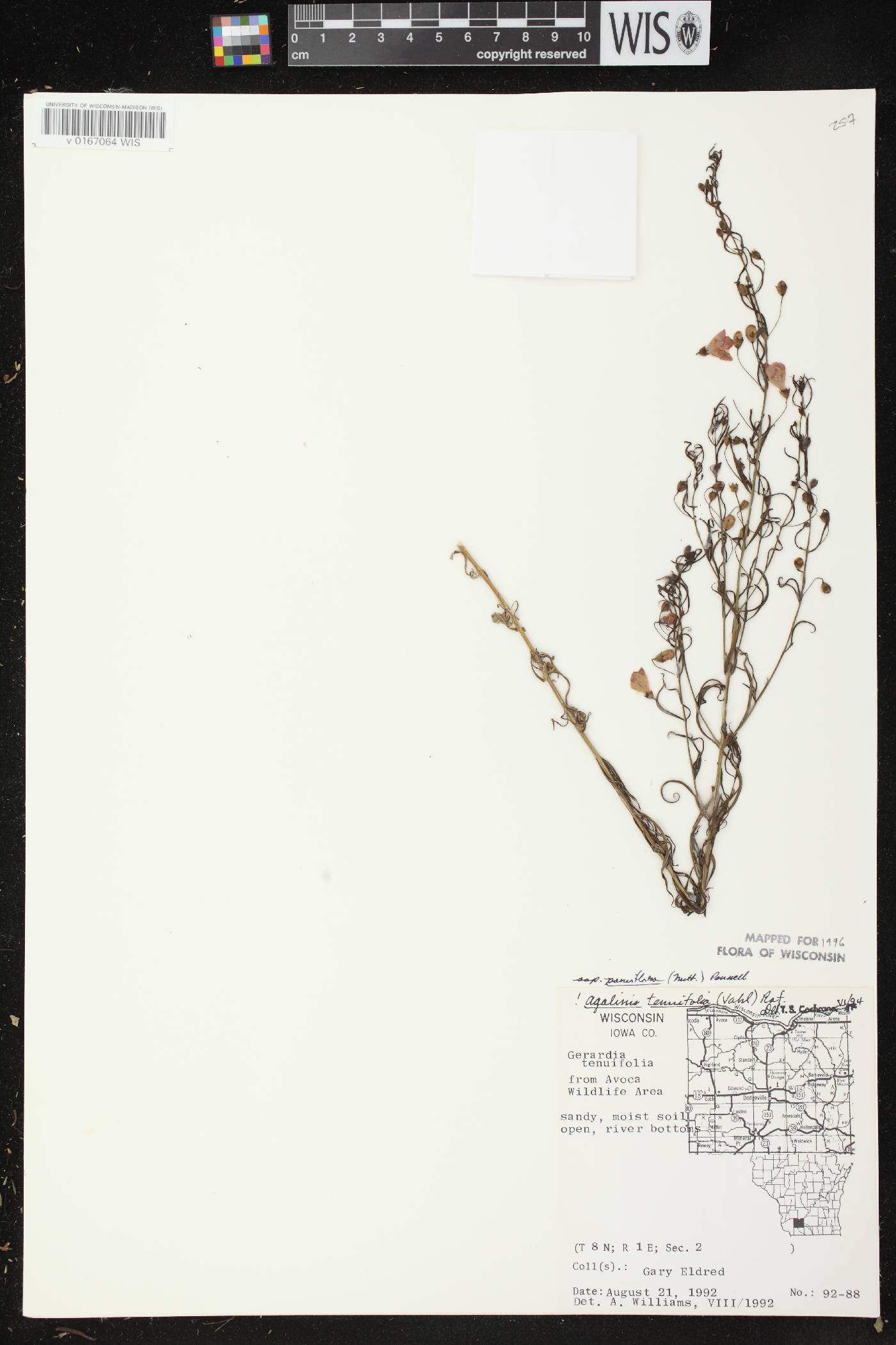 Agalinis tenuifolia image