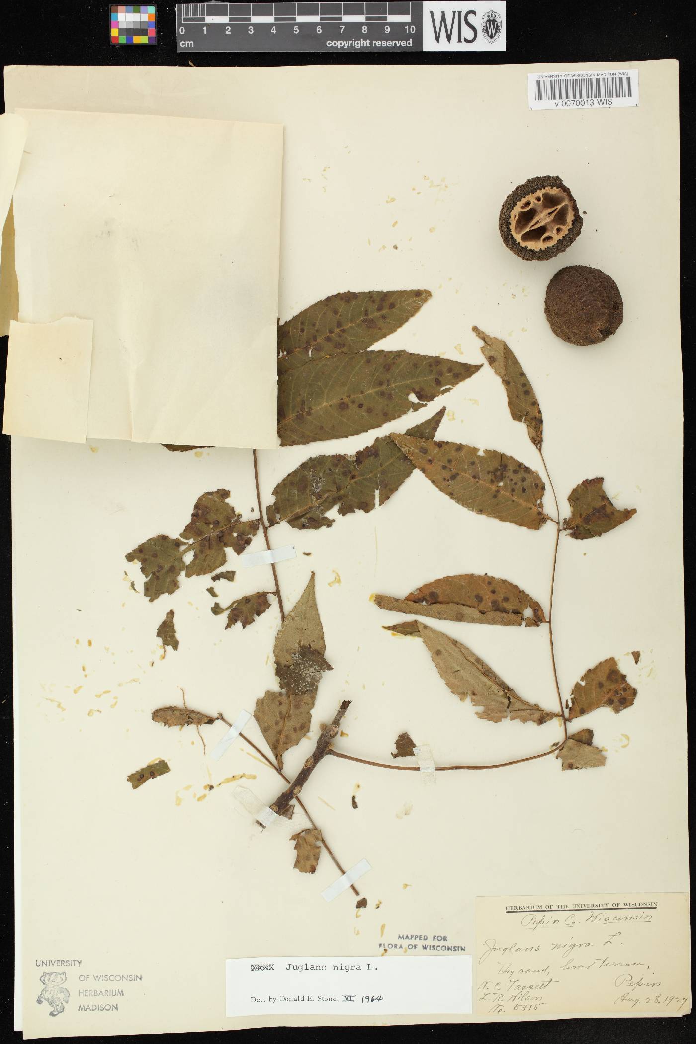Juglans nigra image