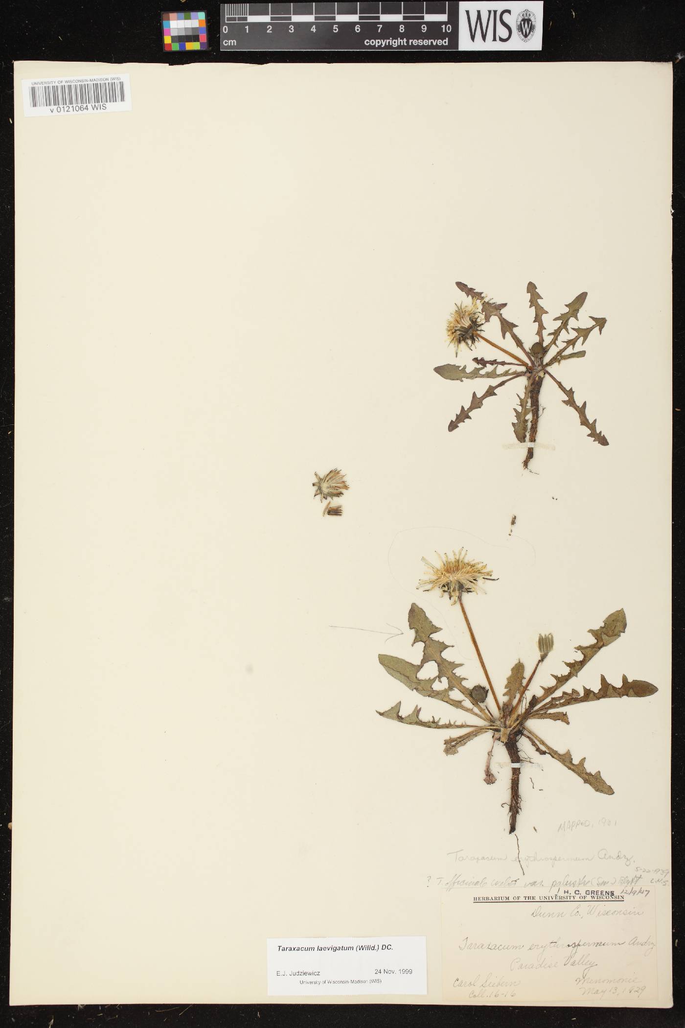 Taraxacum erythrospermum image