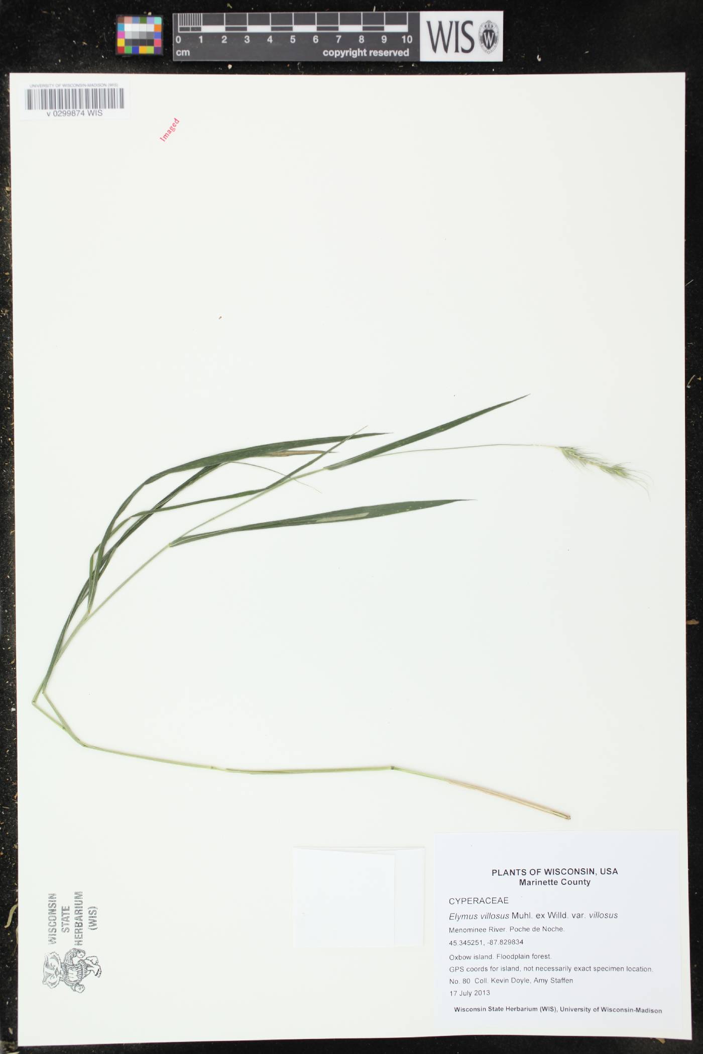 Elymus villosus var. villosus image