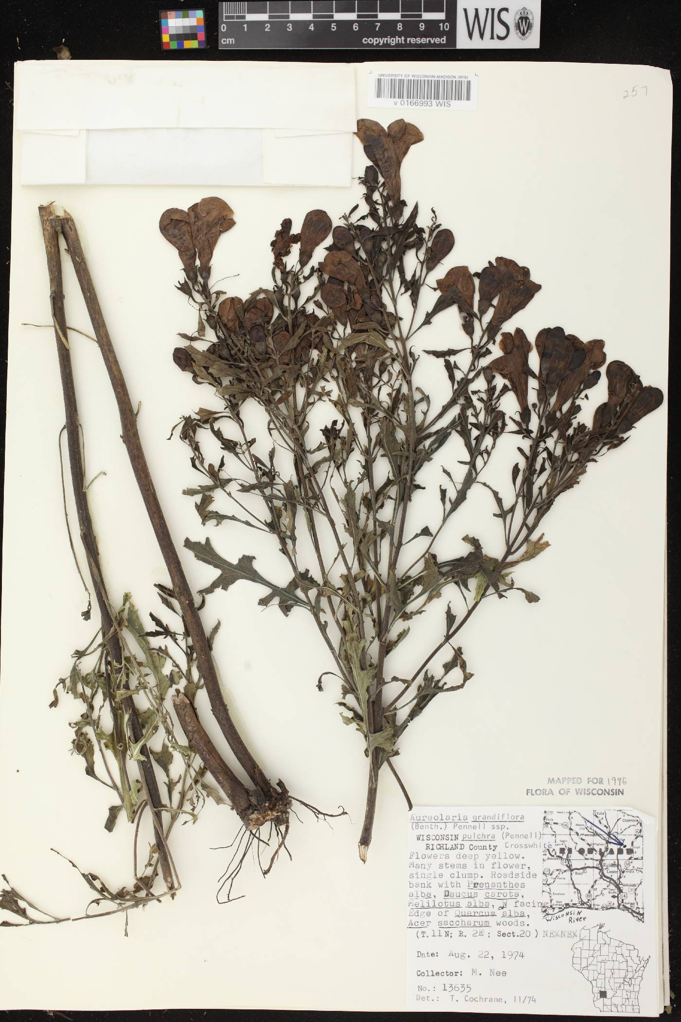 Aureolaria grandiflora var. pulchra image