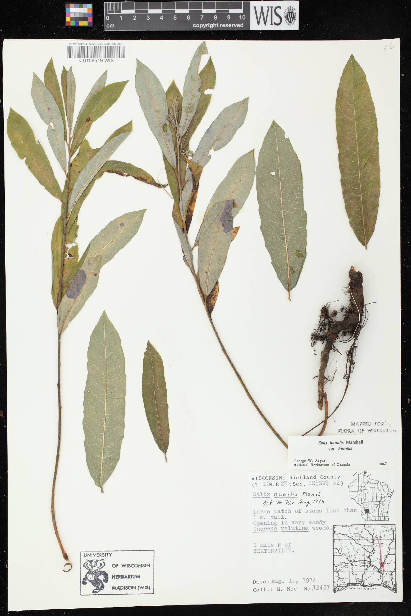 Salix humilis var. humilis image