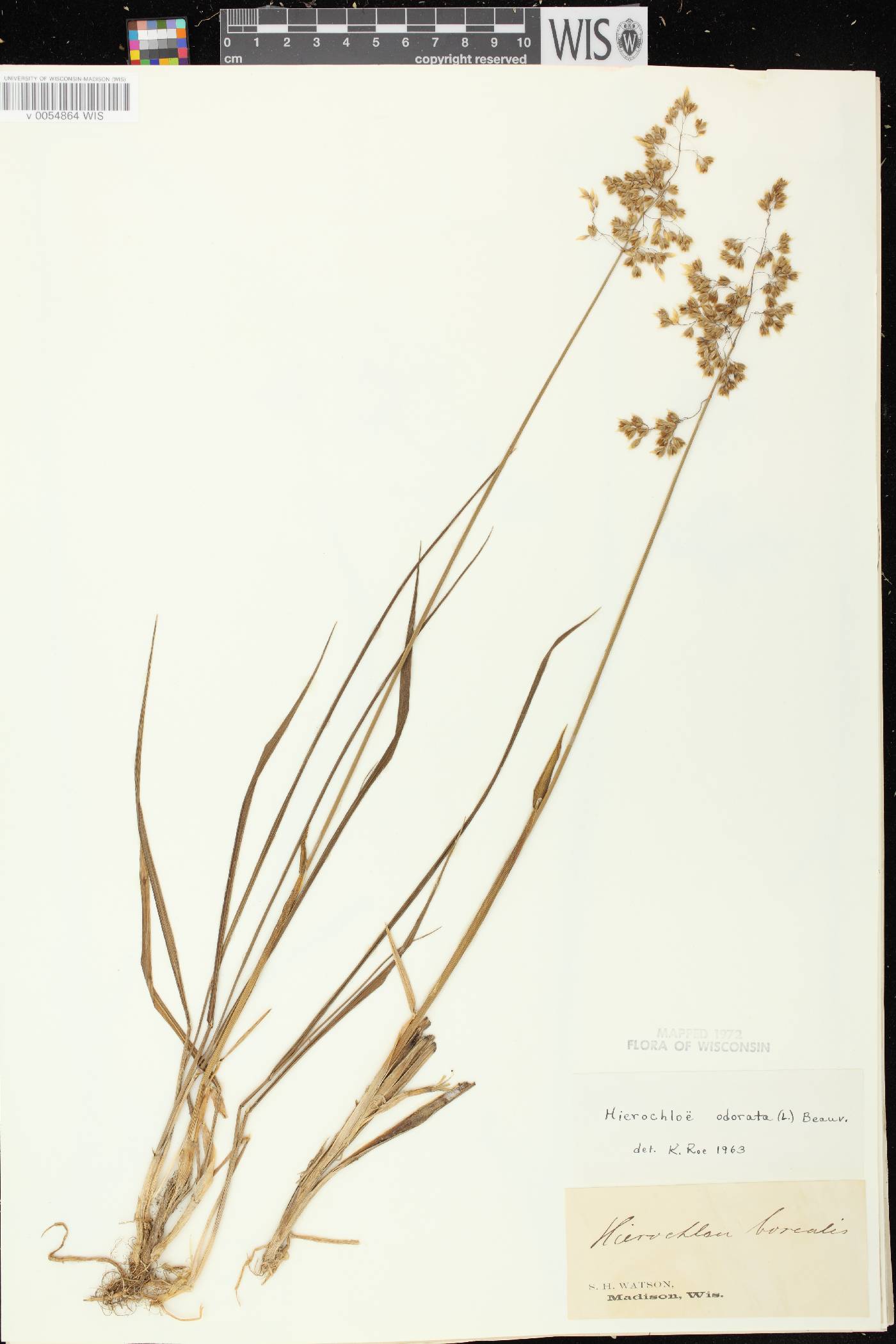 Anthoxanthum hirtum subsp. arcticum image