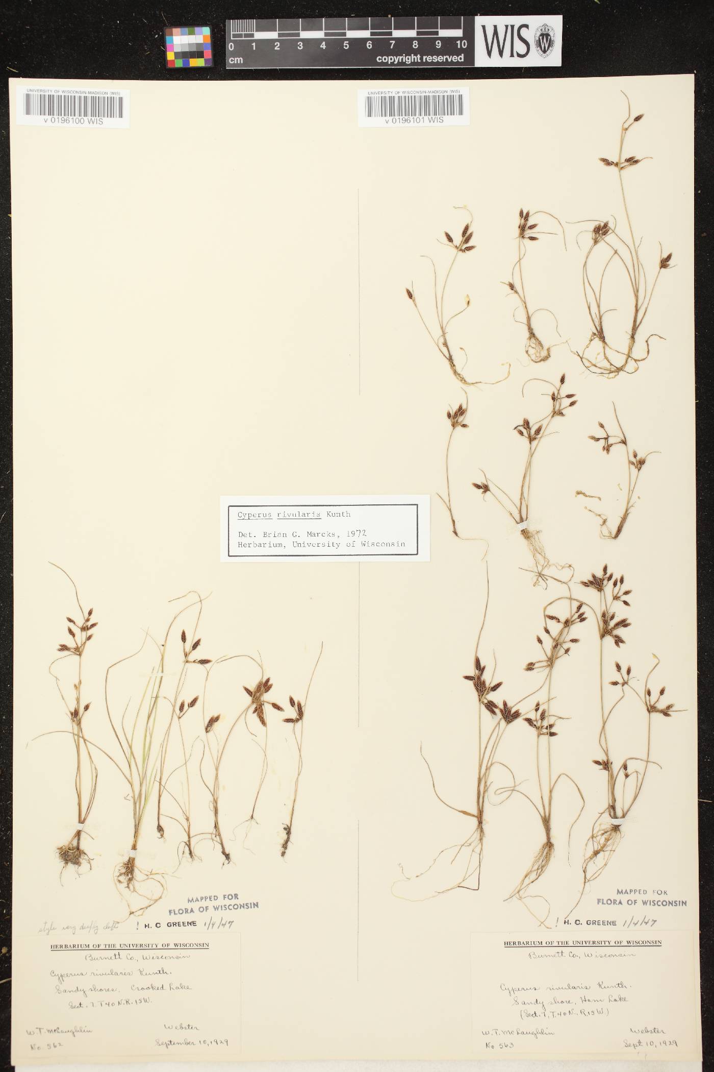Cyperus bipartitus image