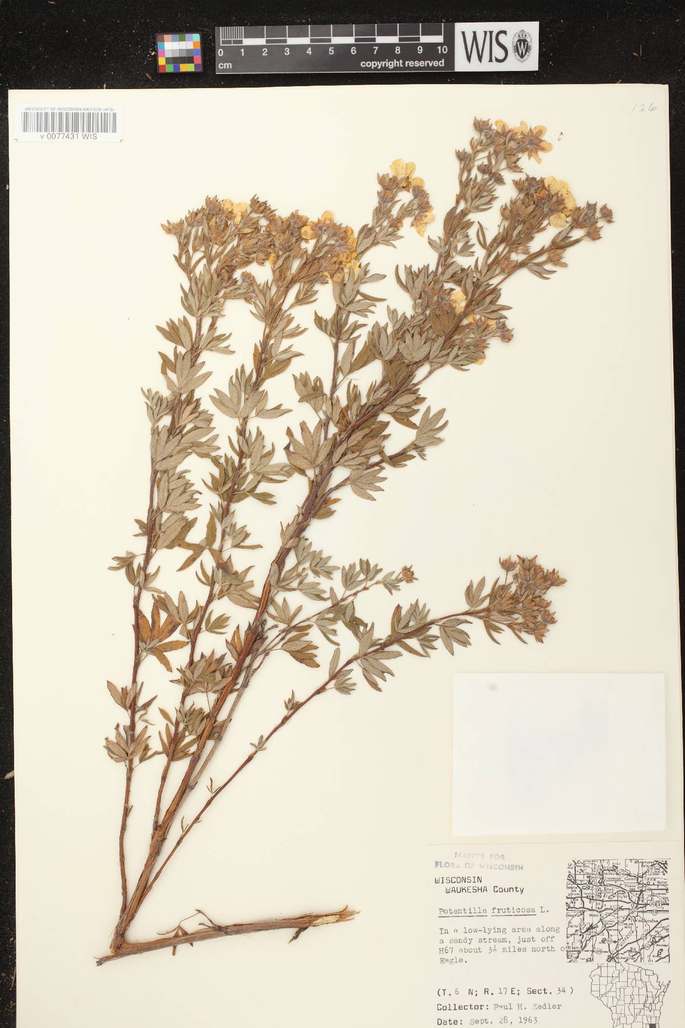 Dasiphora fruticosa image
