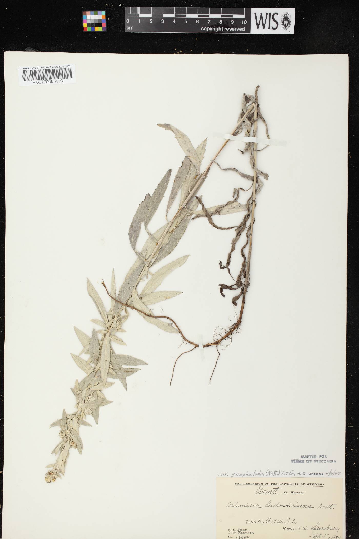 Artemisia ludoviciana image