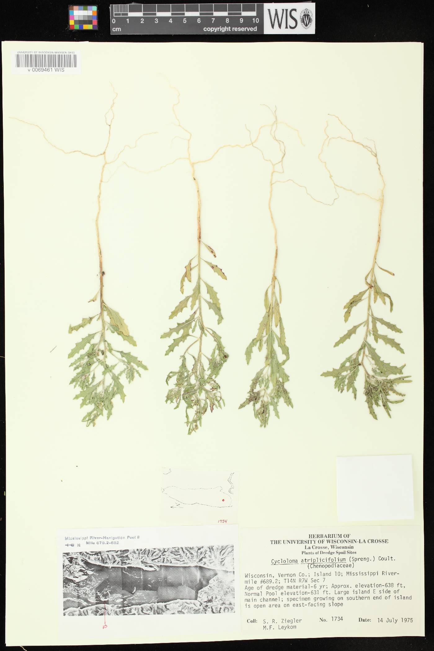 Cycloloma atriplicifolium image