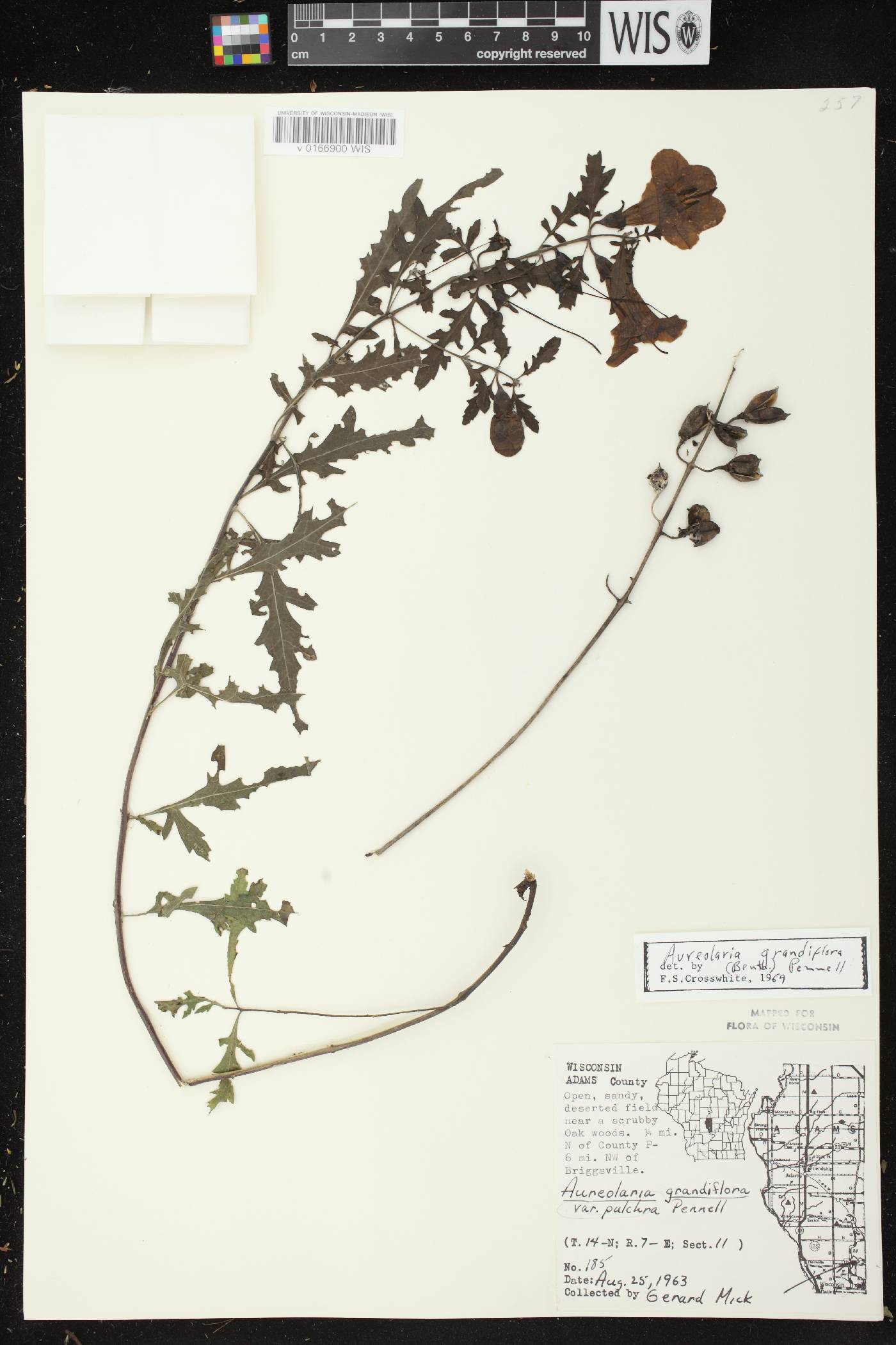 Aureolaria grandiflora var. pulchra image
