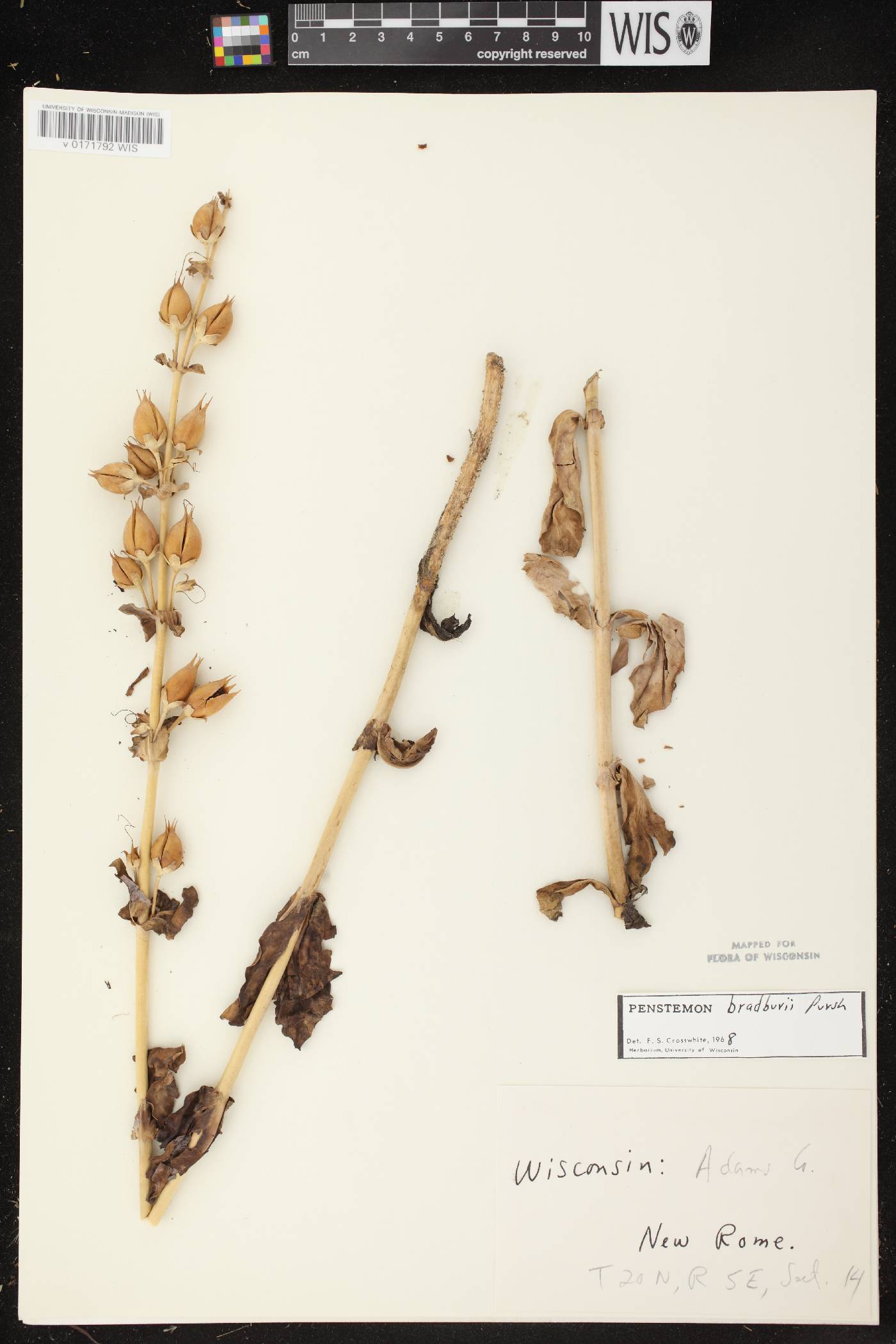 Penstemon grandiflorus image