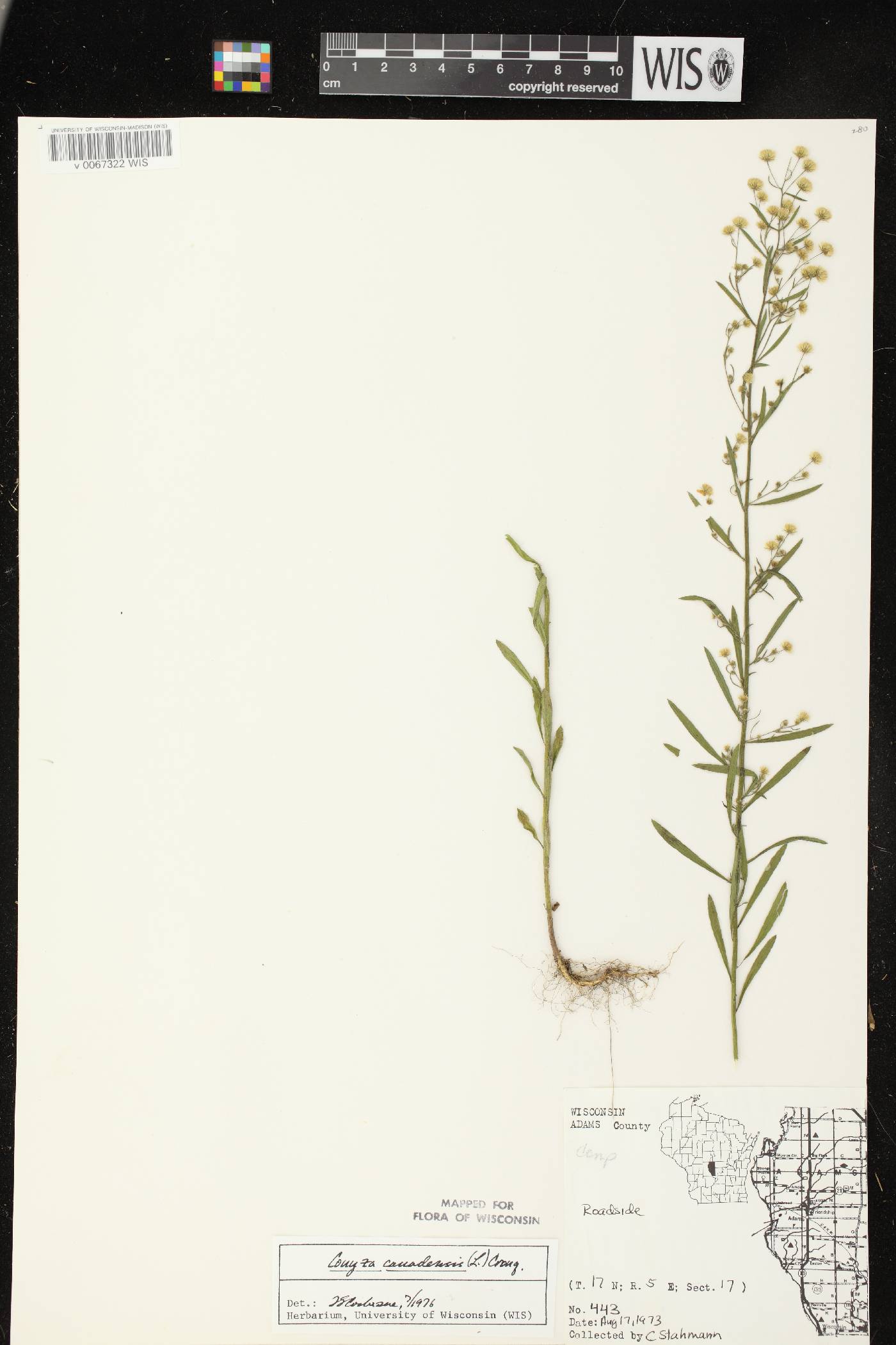 Conyza canadensis image