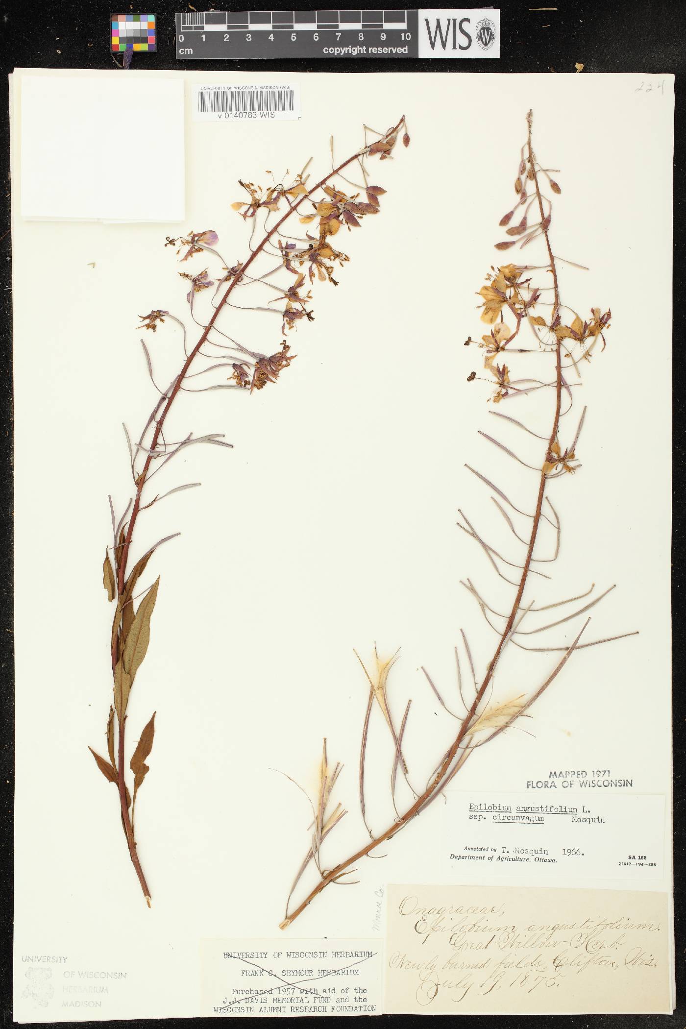 Chamerion angustifolium subsp. circumvagum image