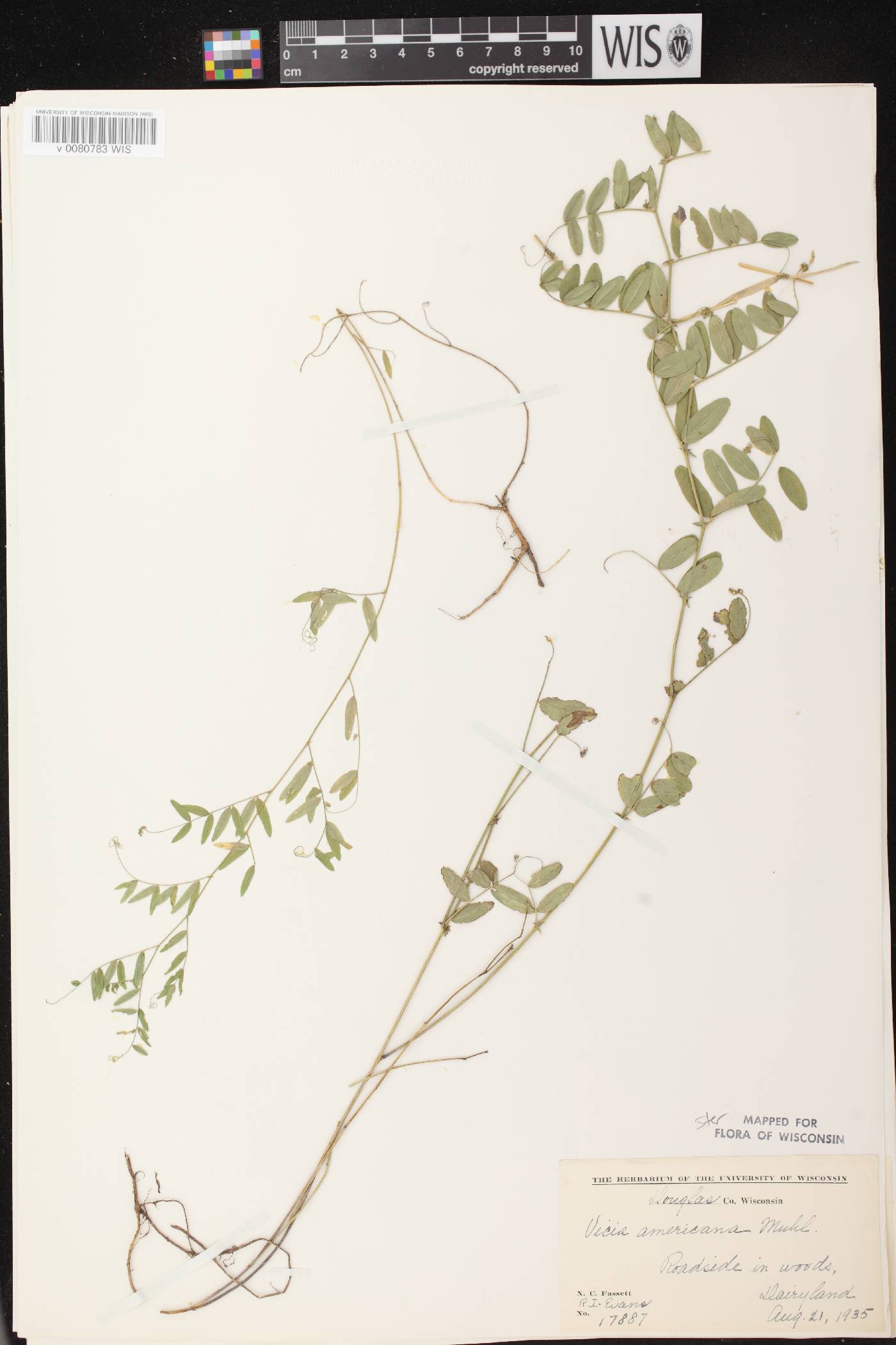 Vicia americana subsp. americana image
