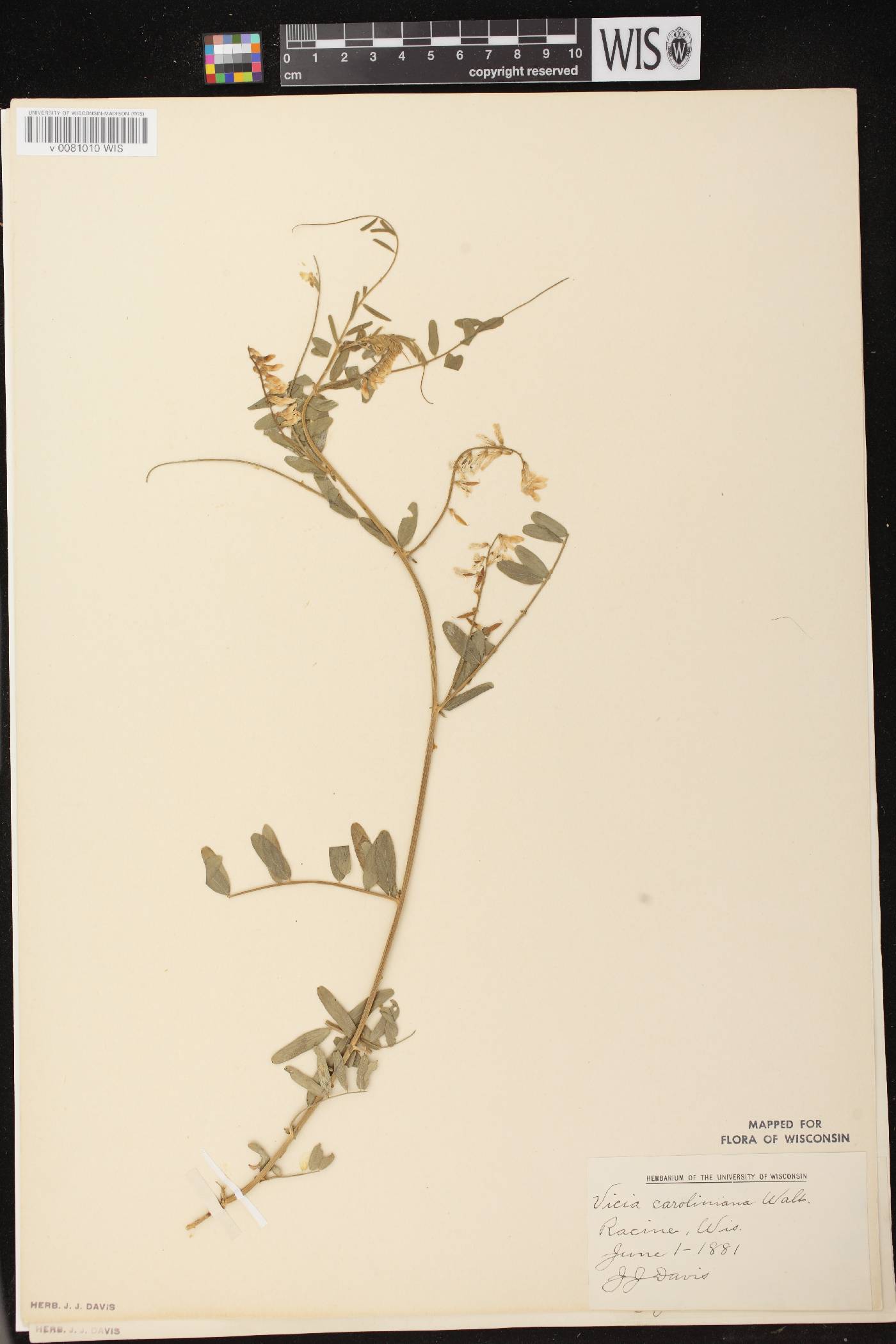 Vicia caroliniana image