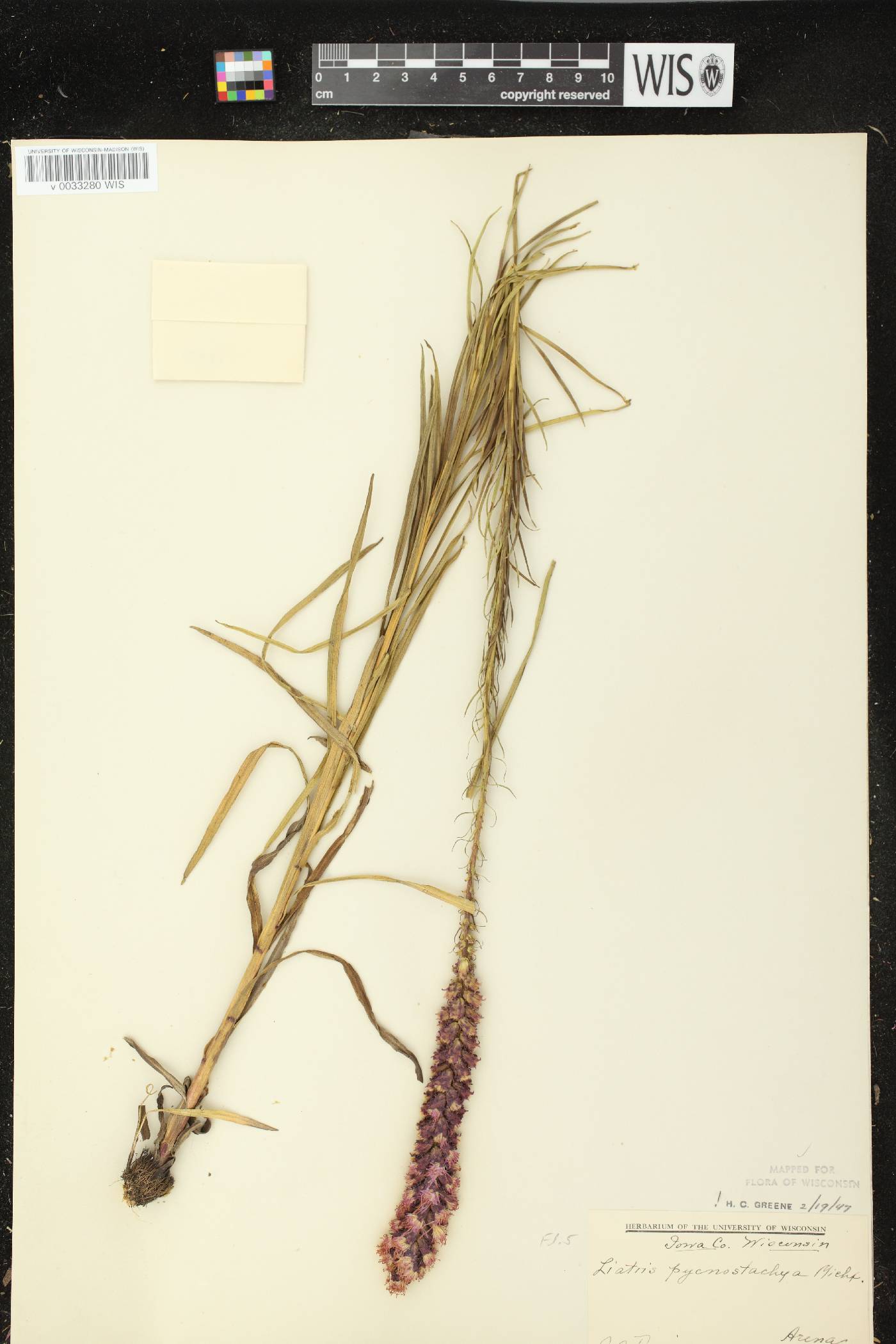 Liatris pycnostachya var. pycnostachya image