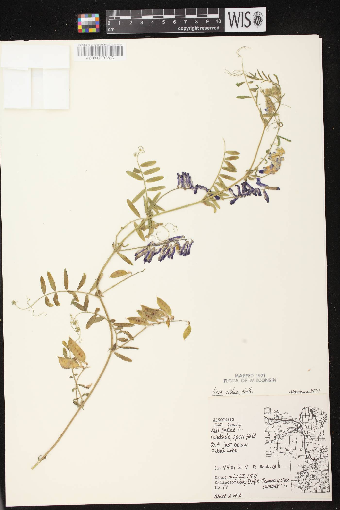 Vicia villosa image