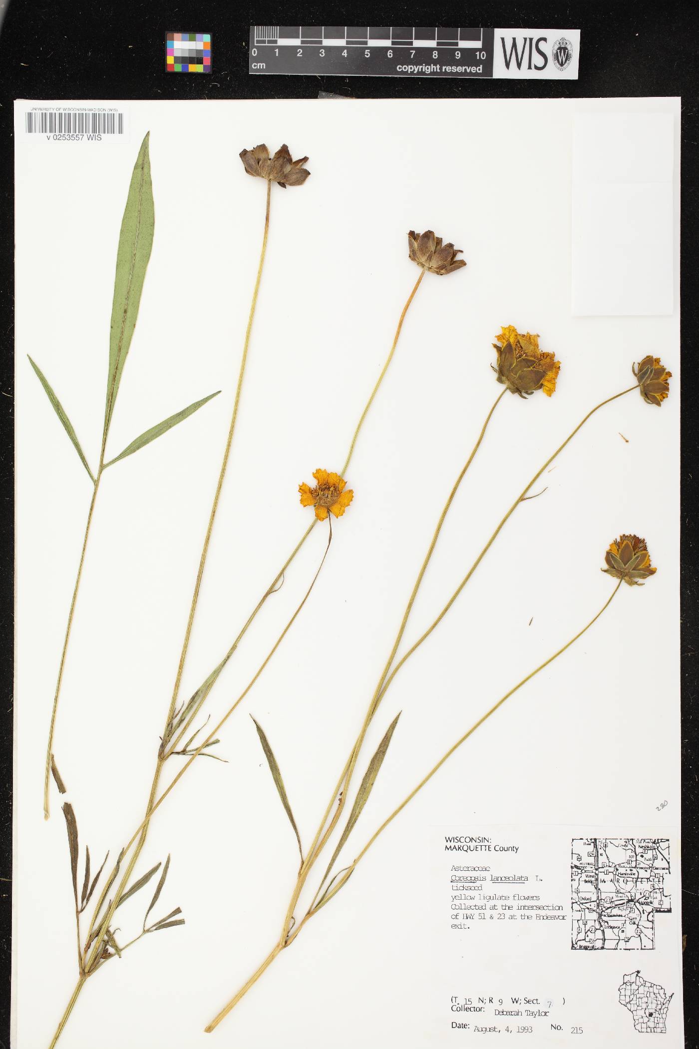 Coreopsis lanceolata image