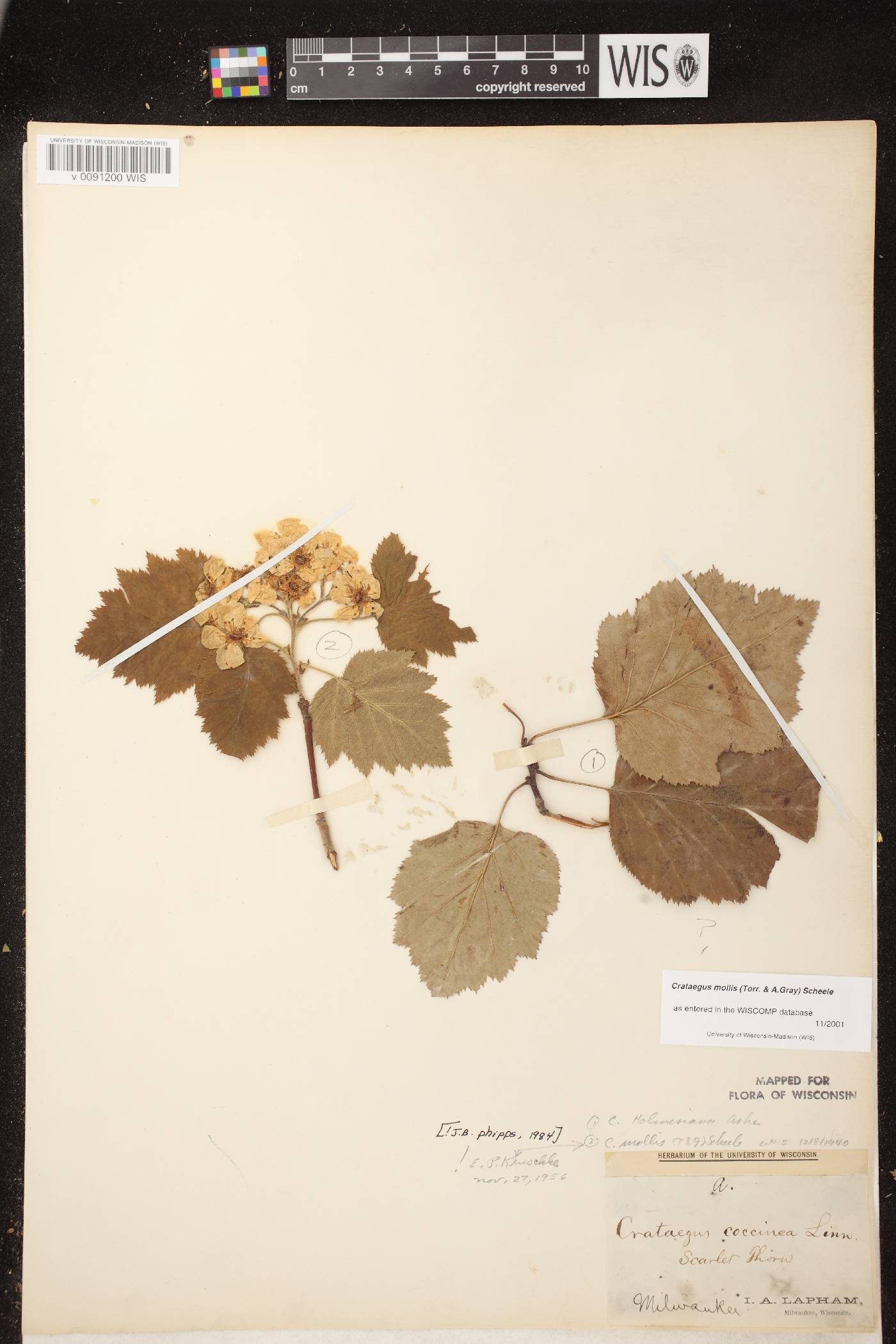 Crataegus mollis image