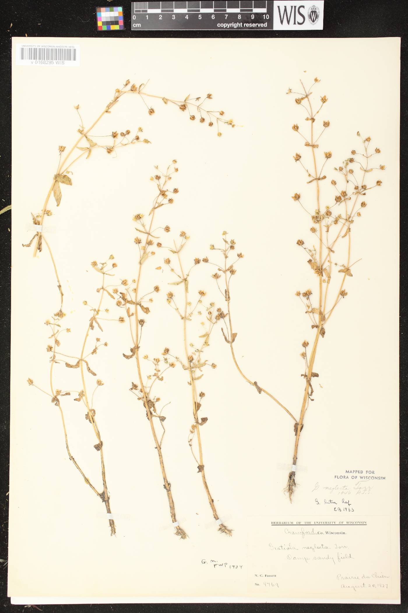 Gratiola neglecta image