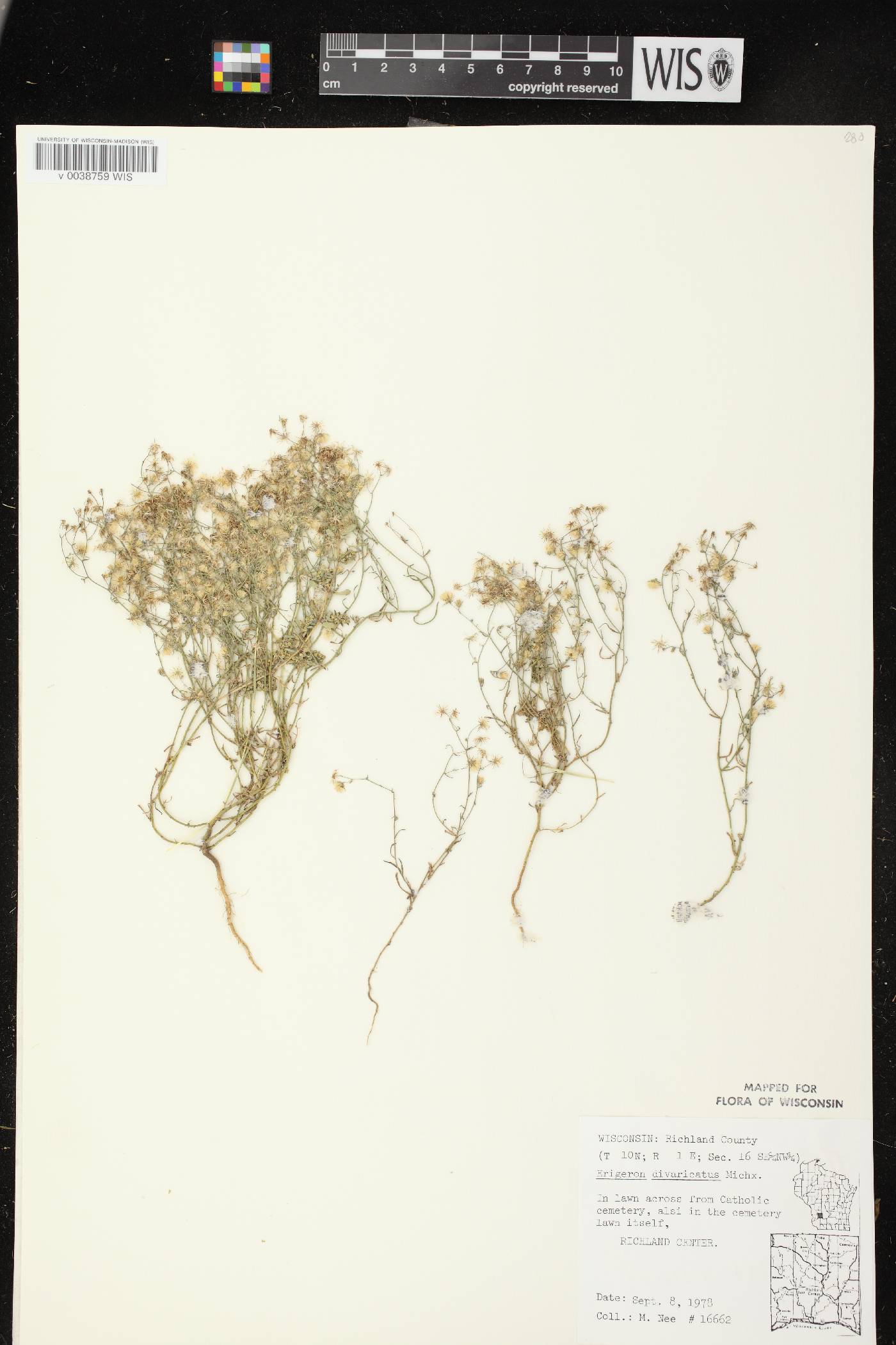Conyza ramosissima image