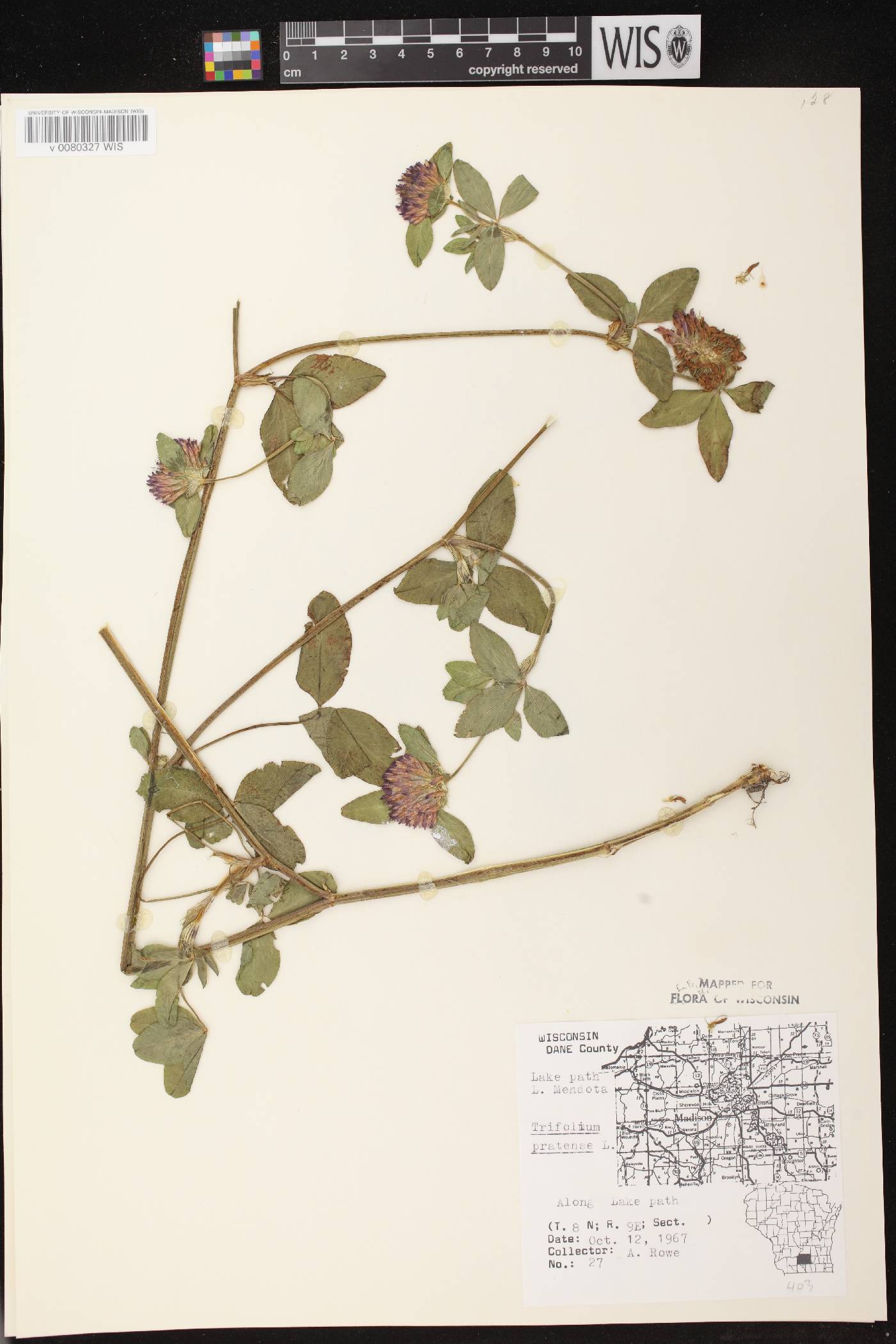 Trifolium pratense image