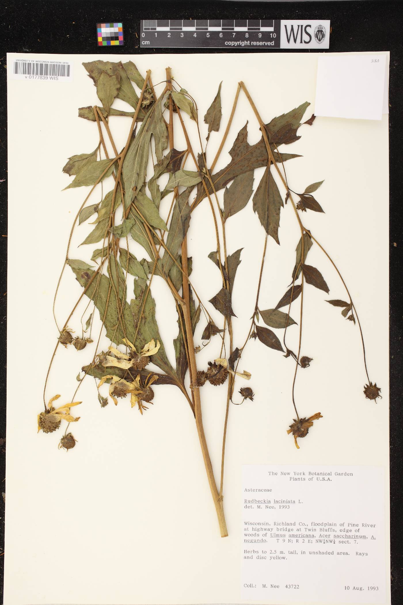 Rudbeckia laciniata image