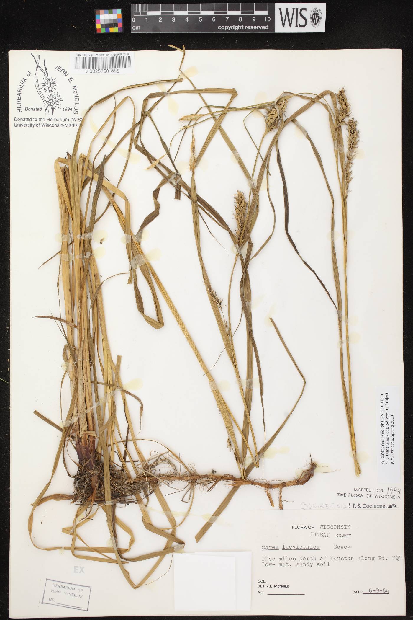 Carex laeviconica image
