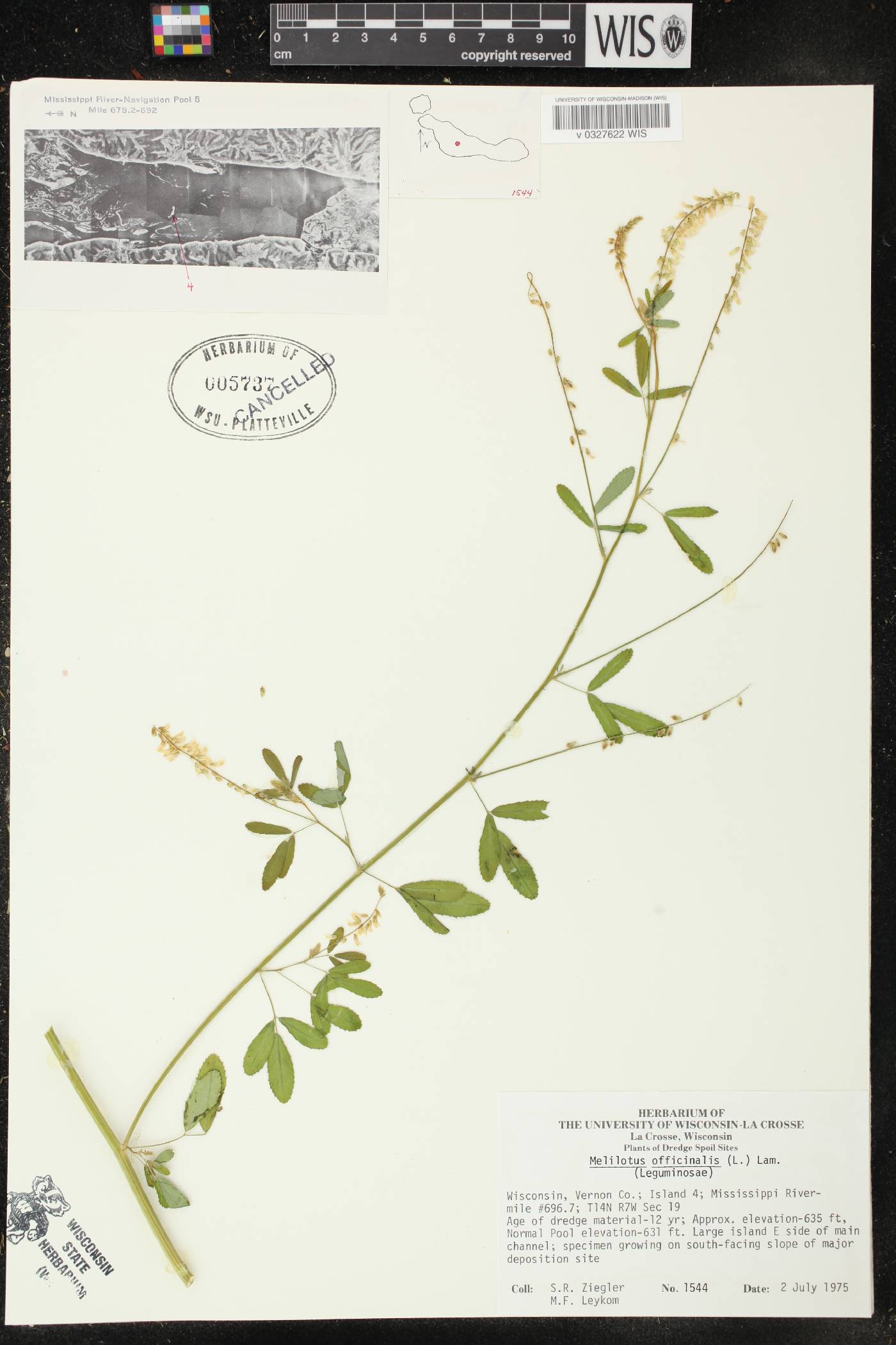 Melilotus officinalis image