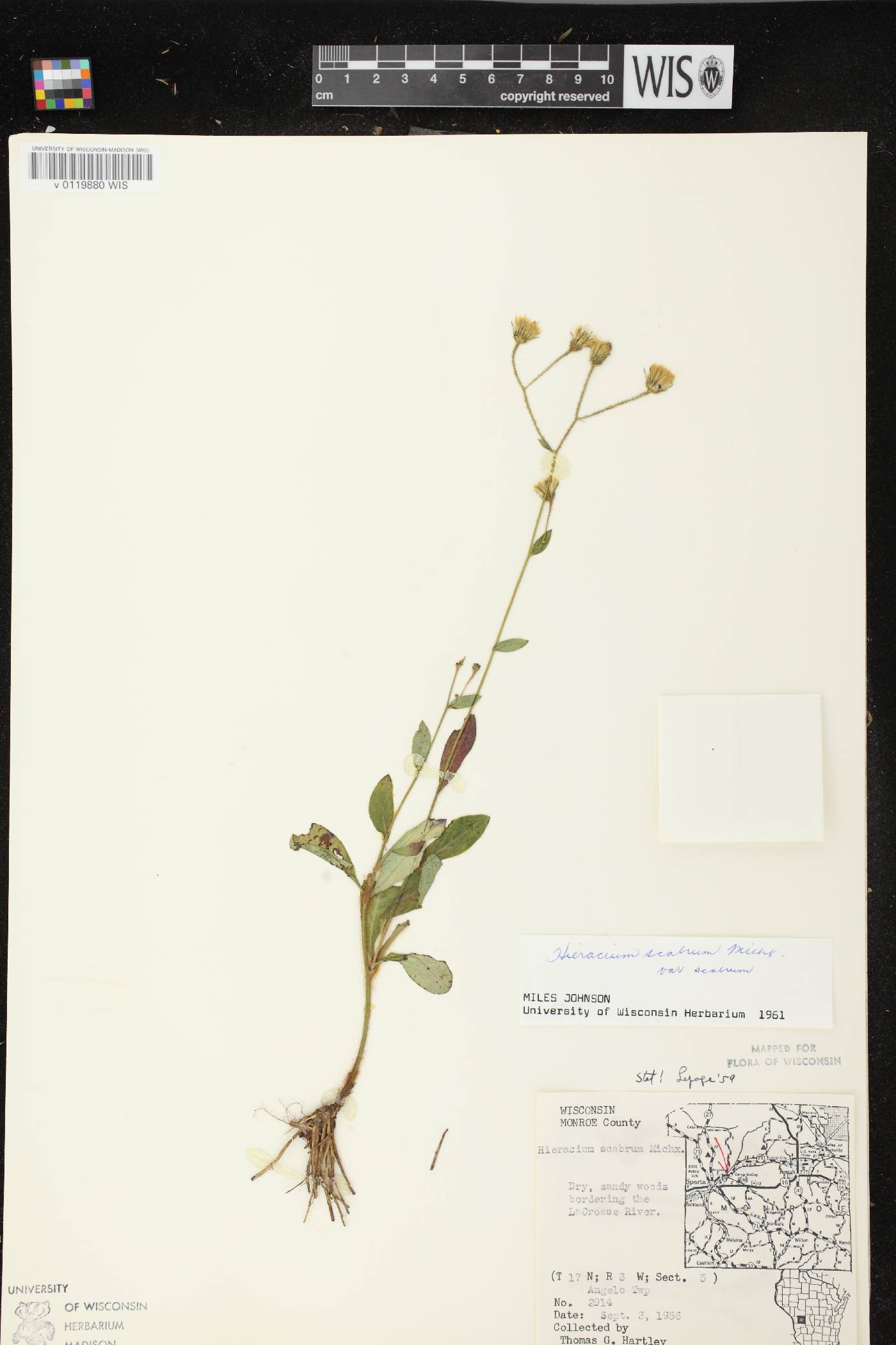 Hieracium scabrum image