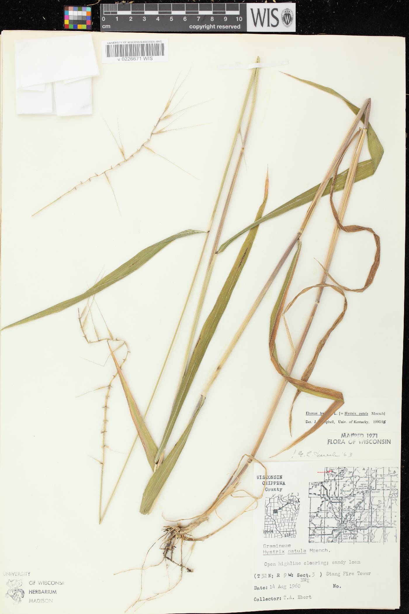 Elymus hystrix var. hystrix image