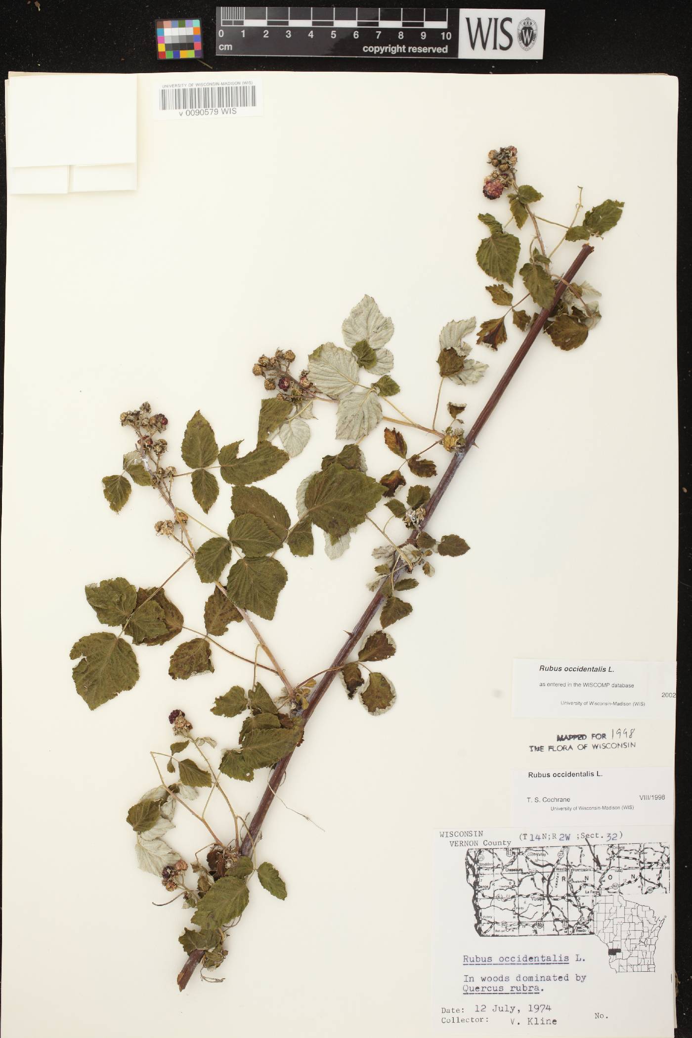 Rubus occidentalis image