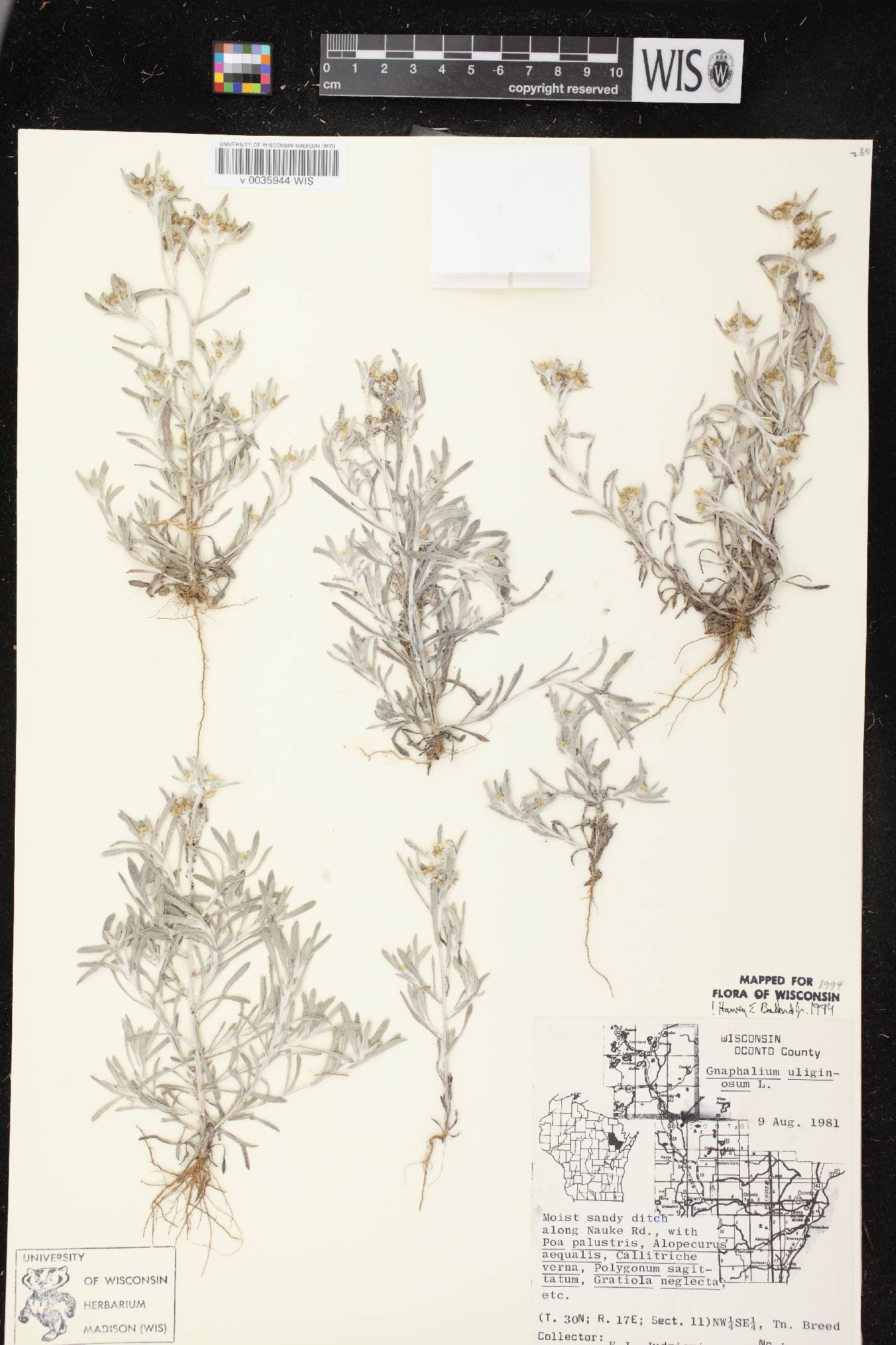 Gnaphalium uliginosum image