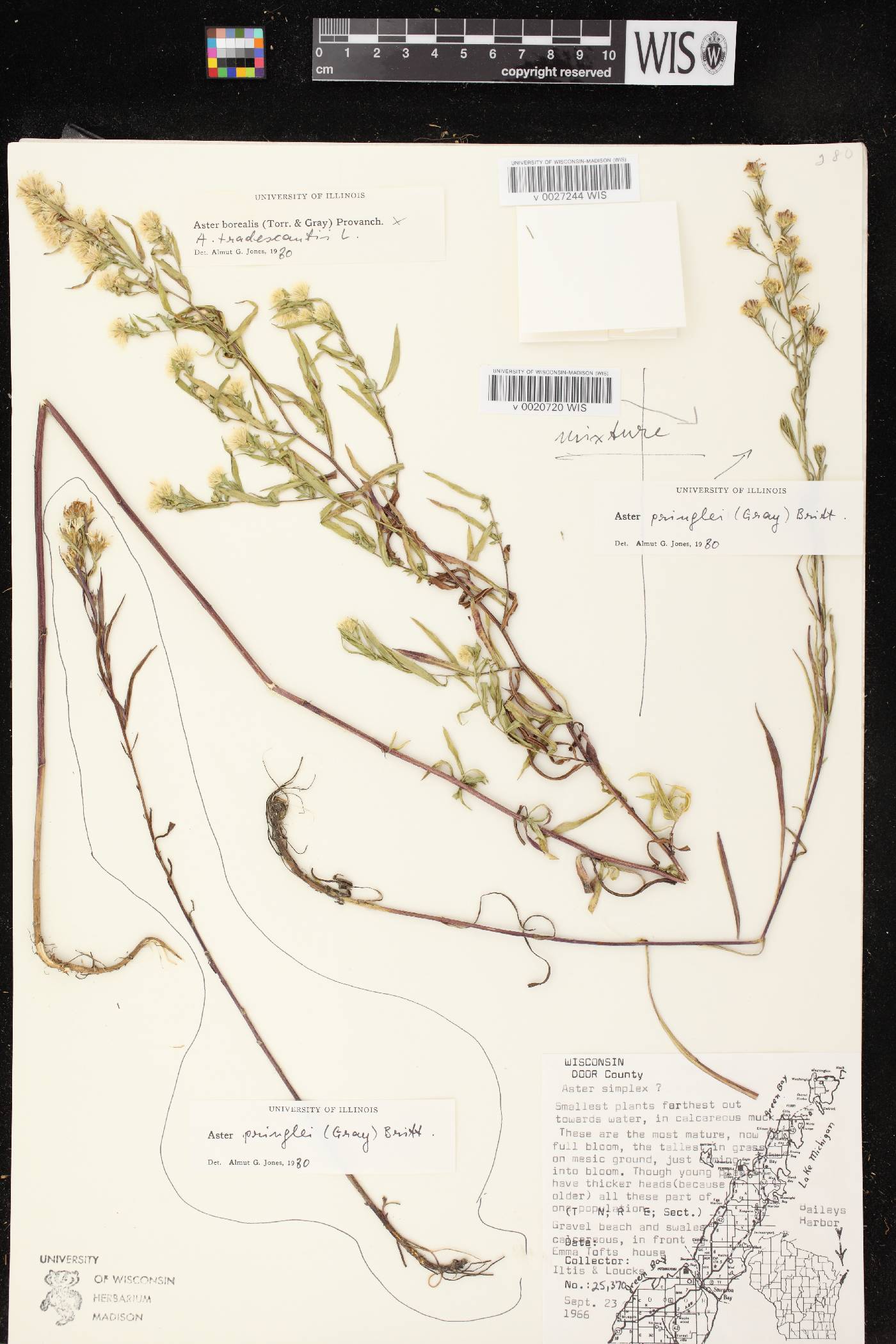 Symphyotrichum pilosum image
