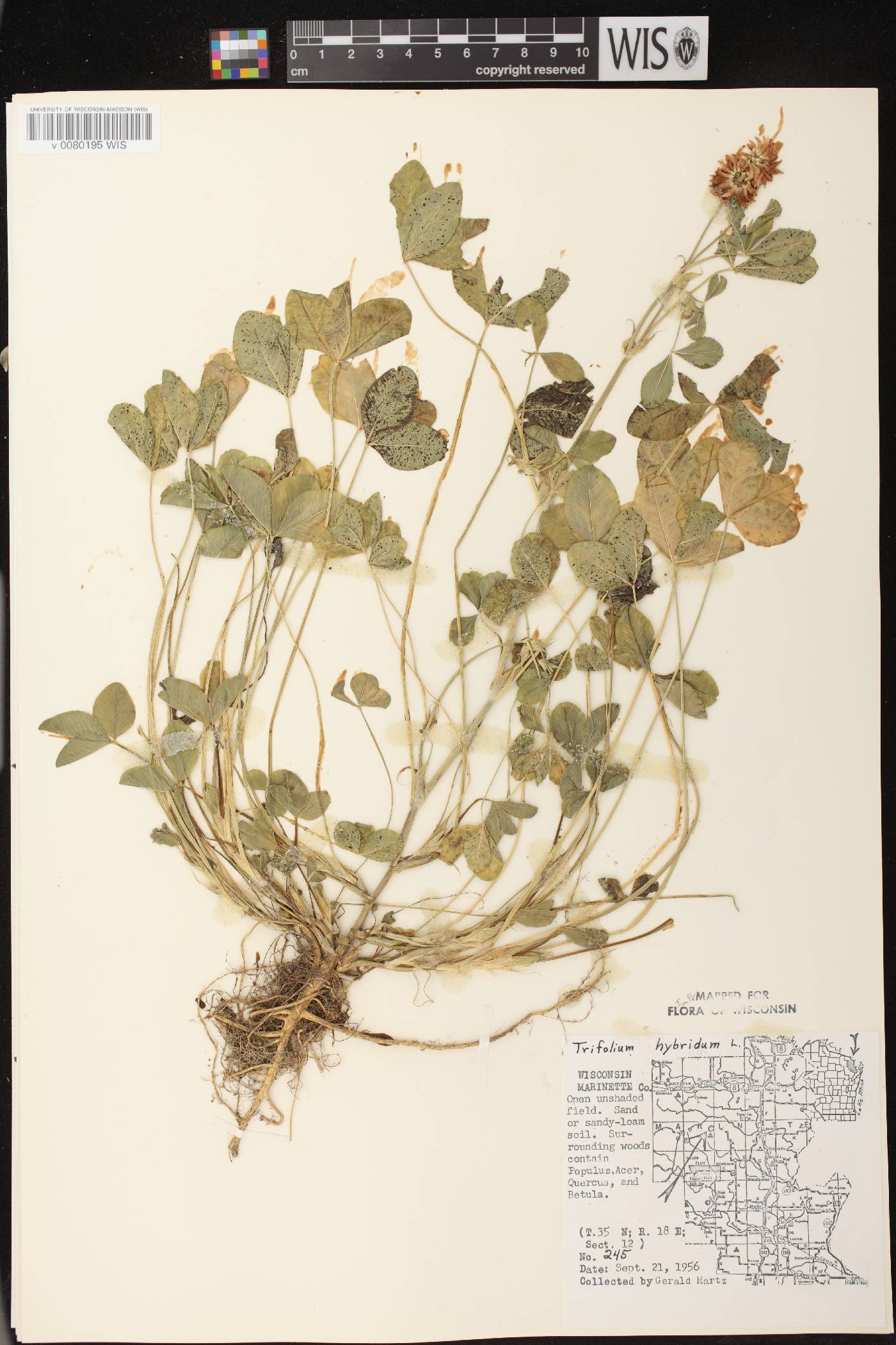 Trifolium hybridum image