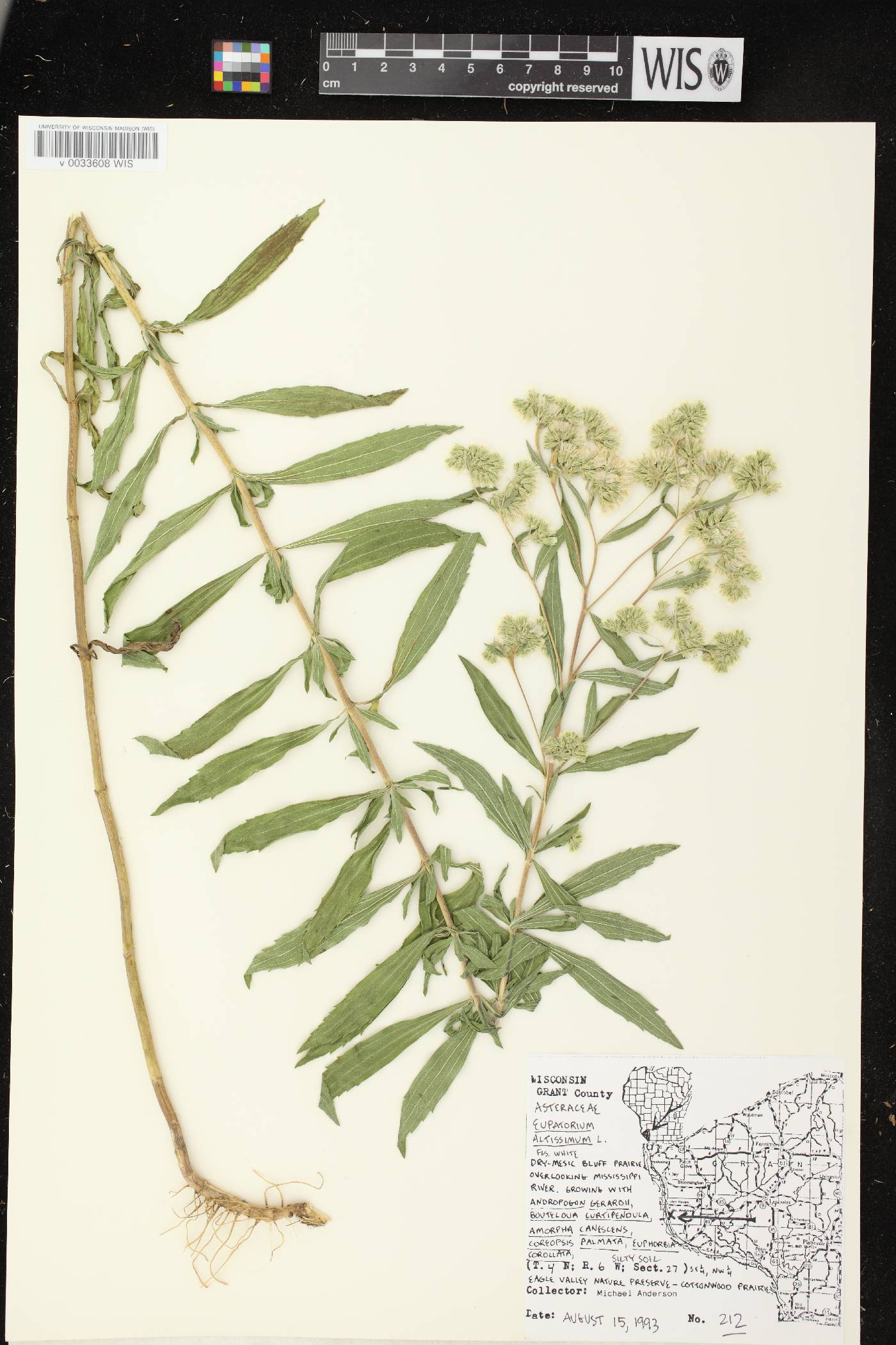 Eupatorium altissimum image