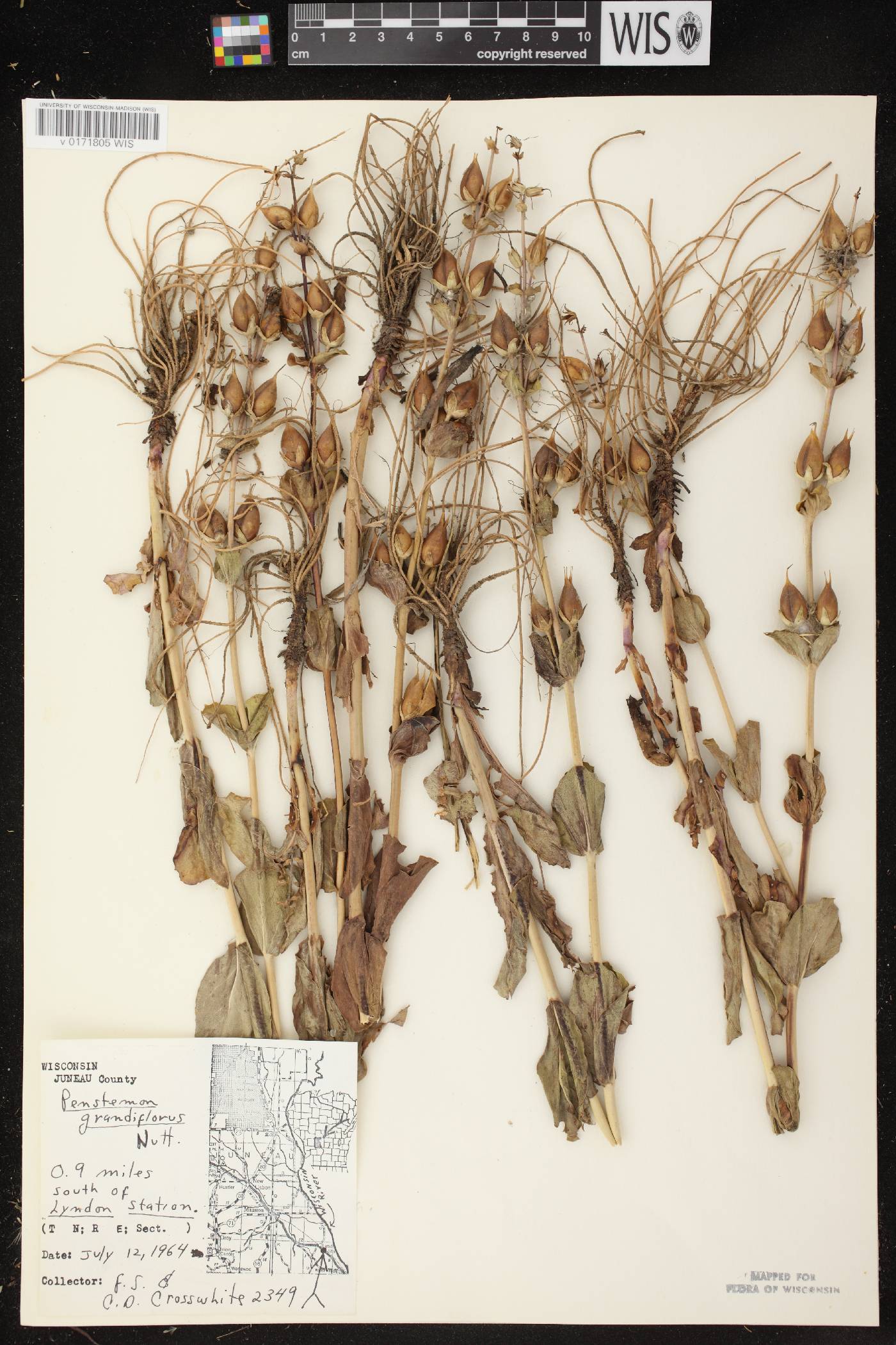 Penstemon grandiflorus image