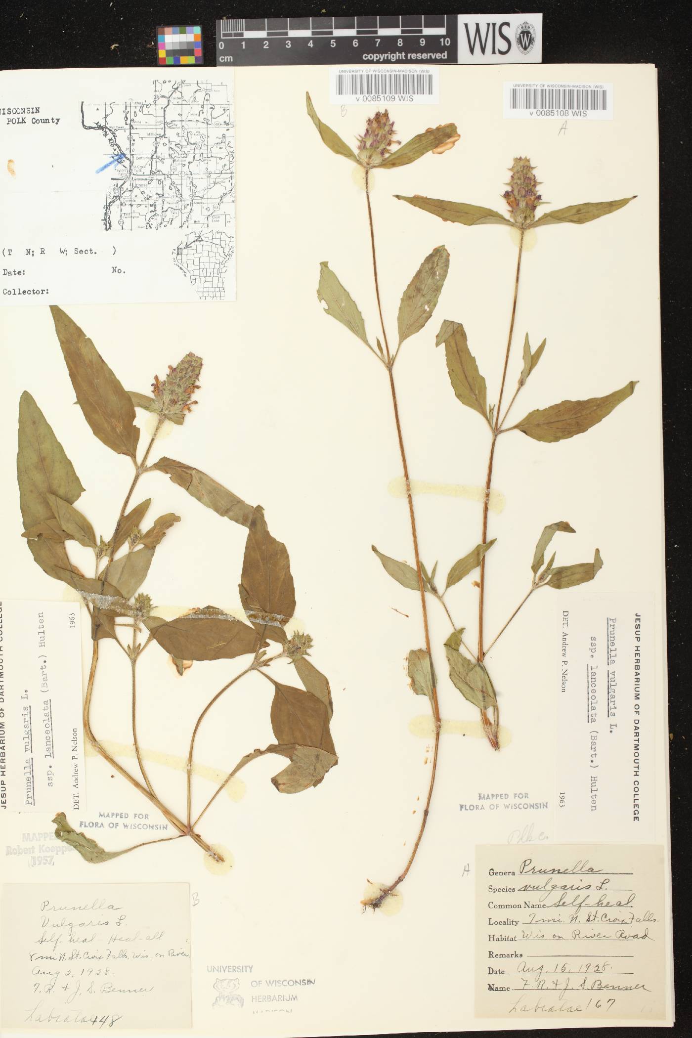 Prunella vulgaris image