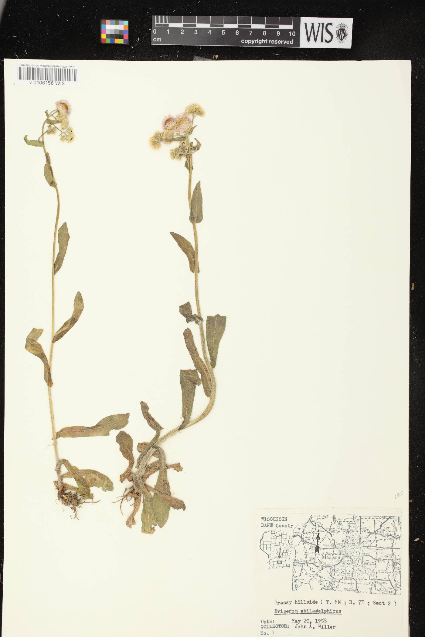 Erigeron philadelphicus var. philadelphicus image