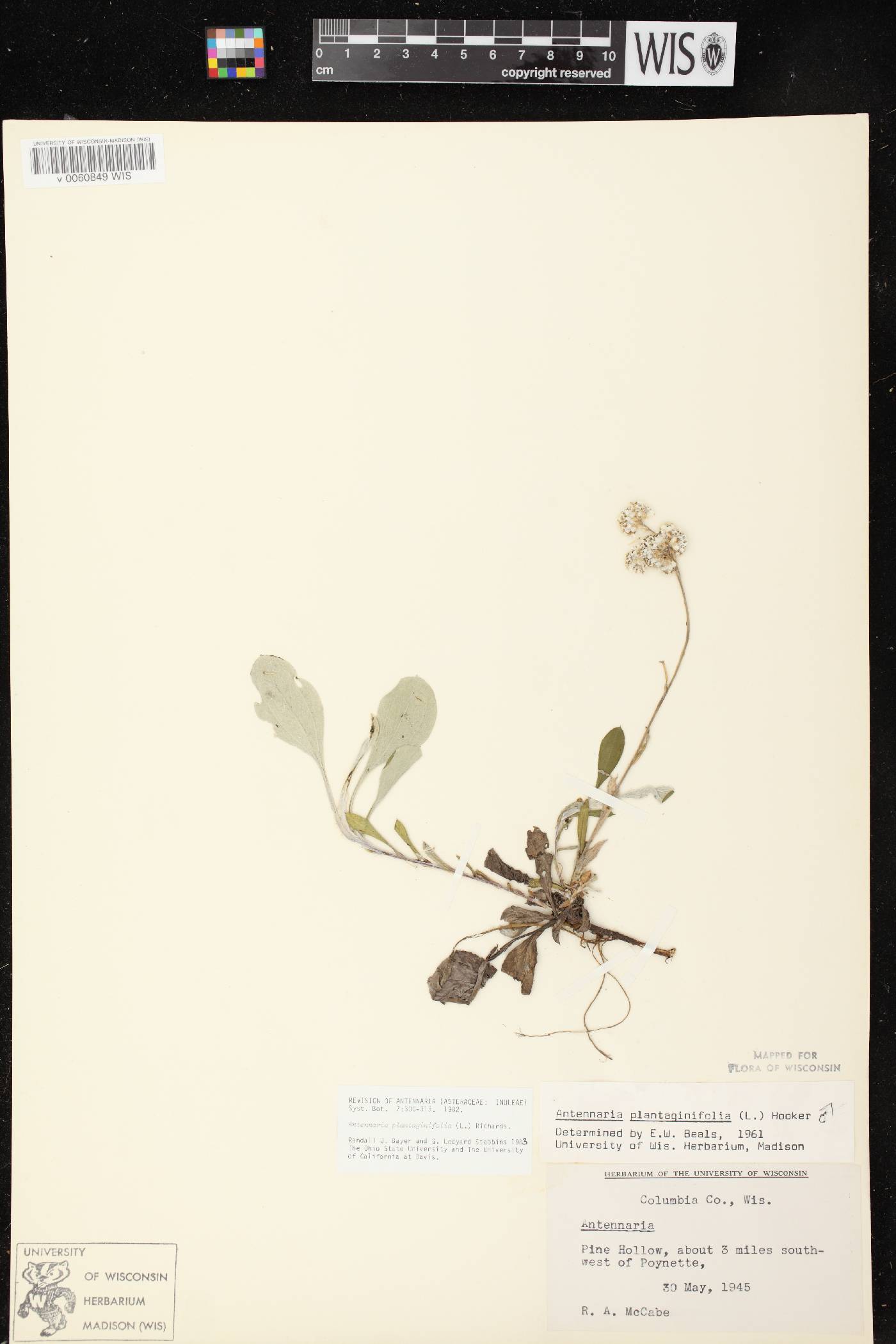 Antennaria plantaginifolia image