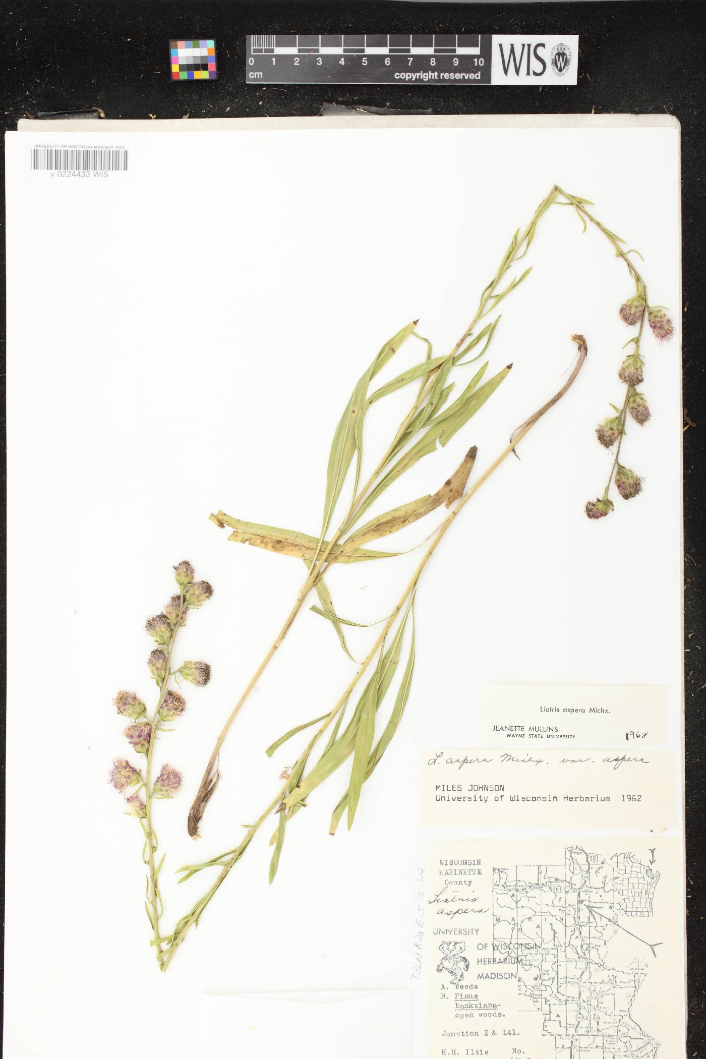 Liatris aspera image