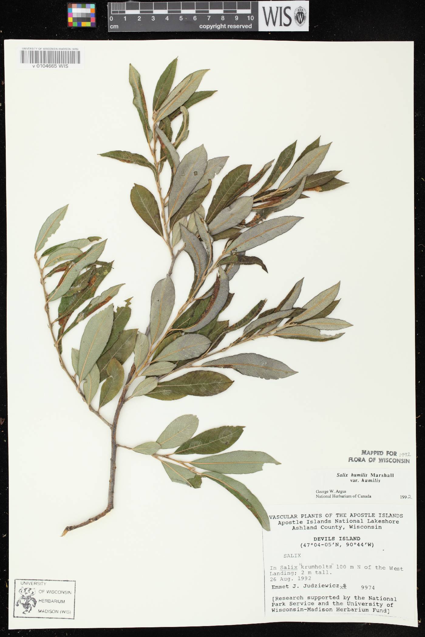 Salix humilis var. humilis image
