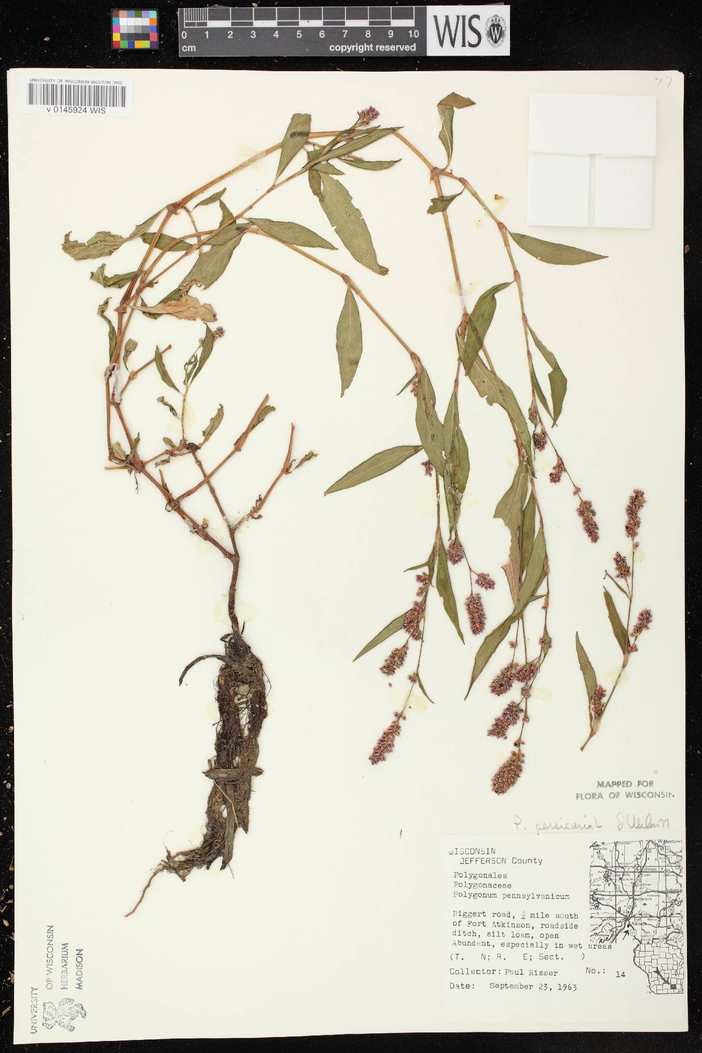 Persicaria maculosa image