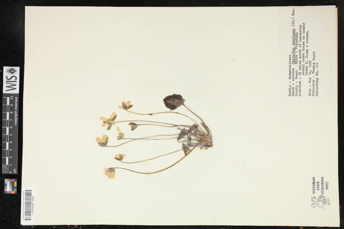 Anemone americana image