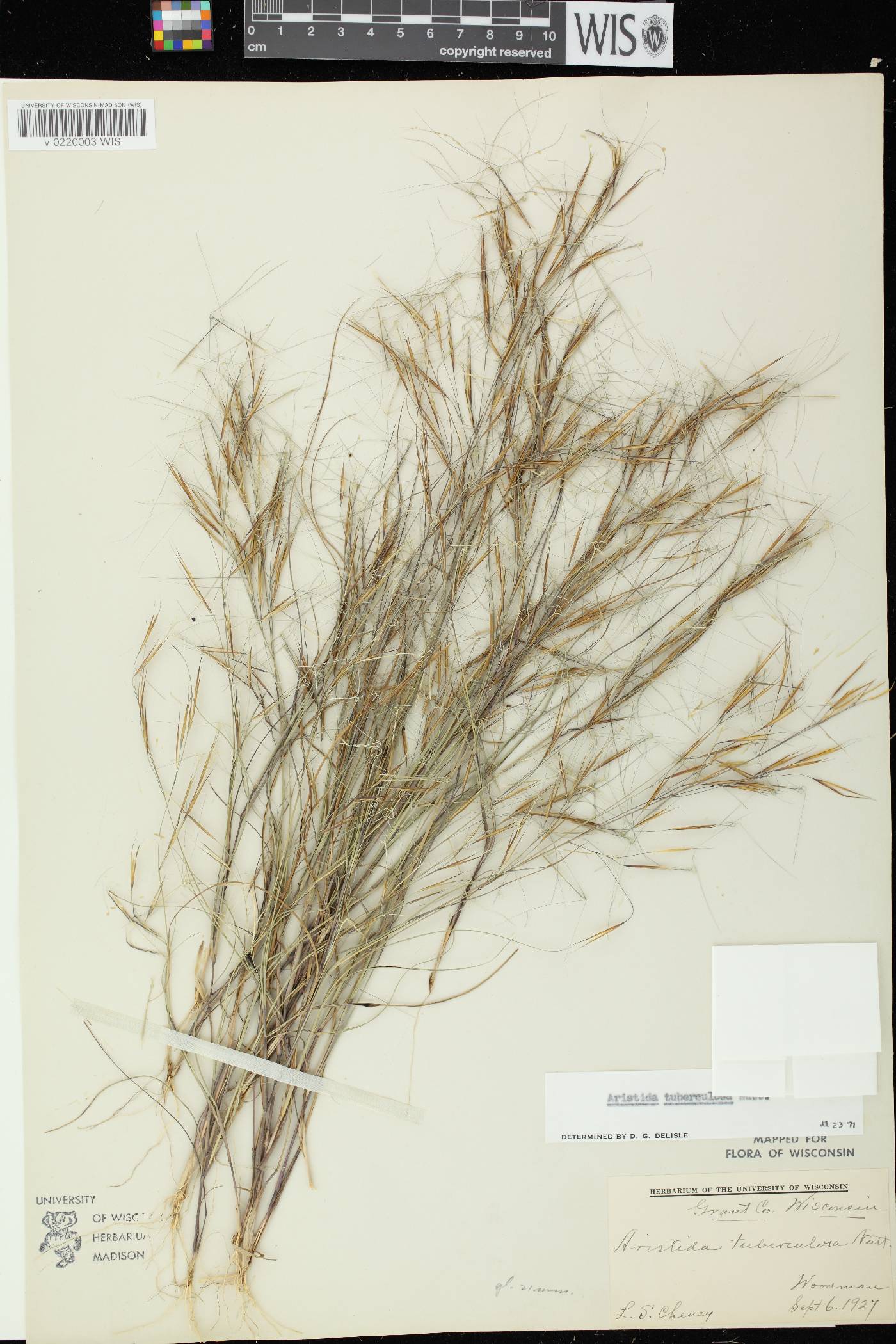 Aristida tuberculosa image