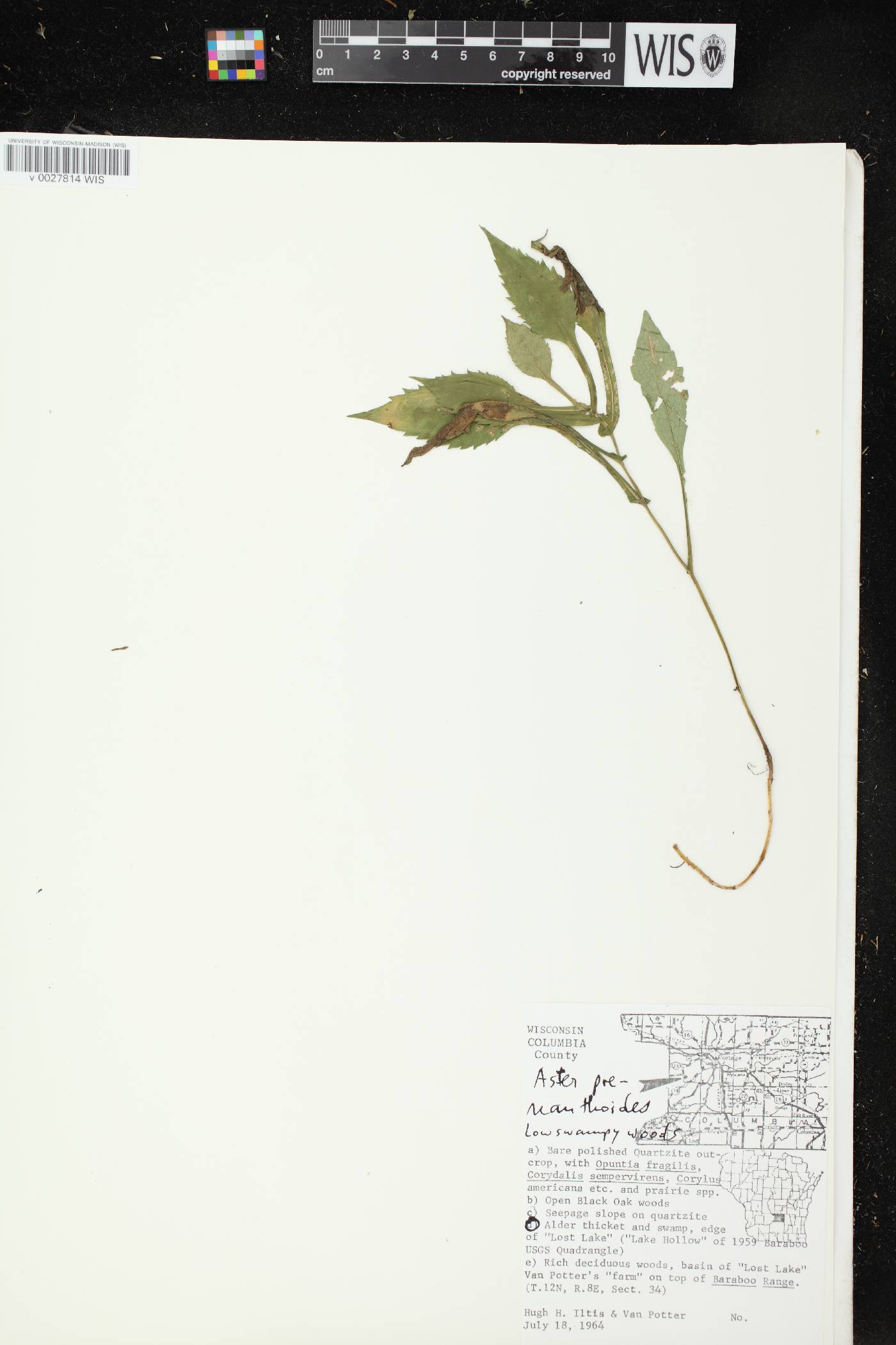 Symphyotrichum prenanthoides image