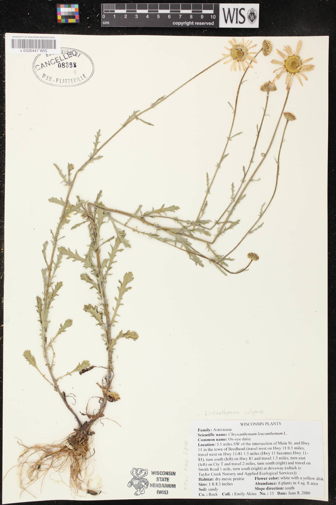 Leucanthemum vulgare image