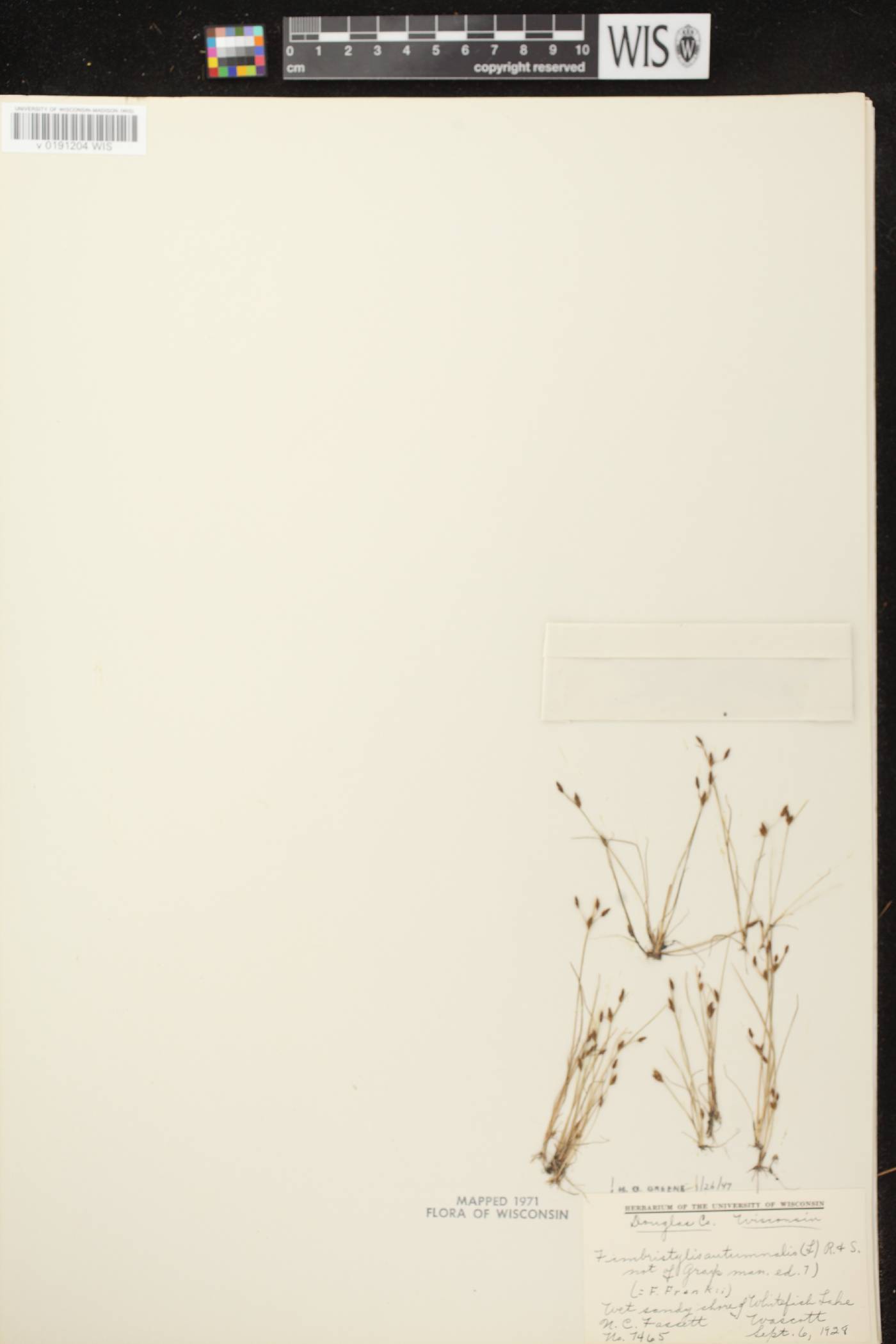 Fimbristylis autumnalis image