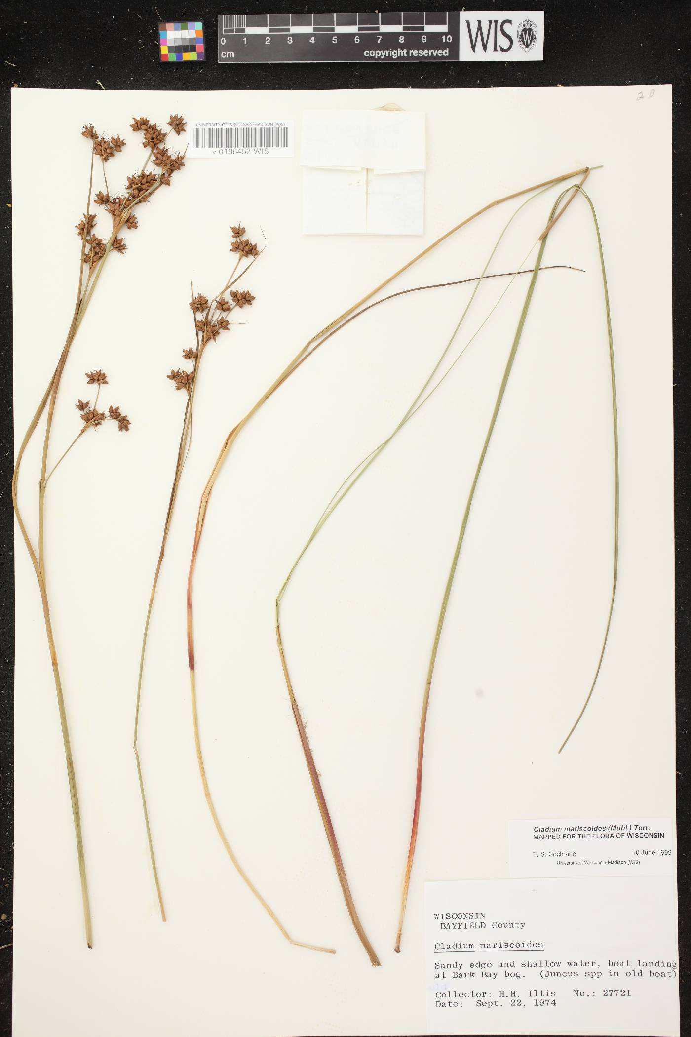 Cladium mariscoides image