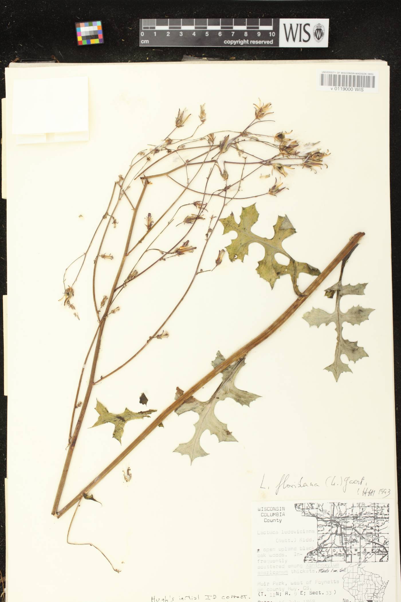 Lactuca ludoviciana image